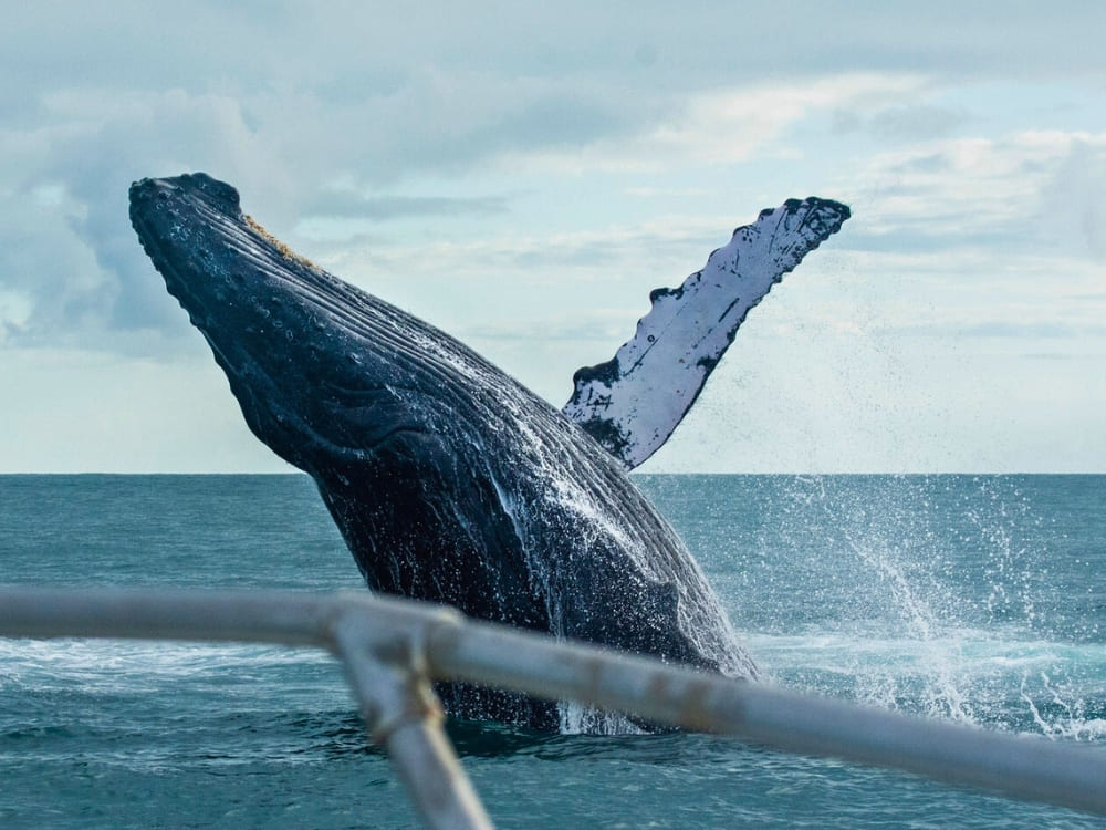 A massive humpback whale breaching the ocean water, observed from the edge of an eco-tourism boat.