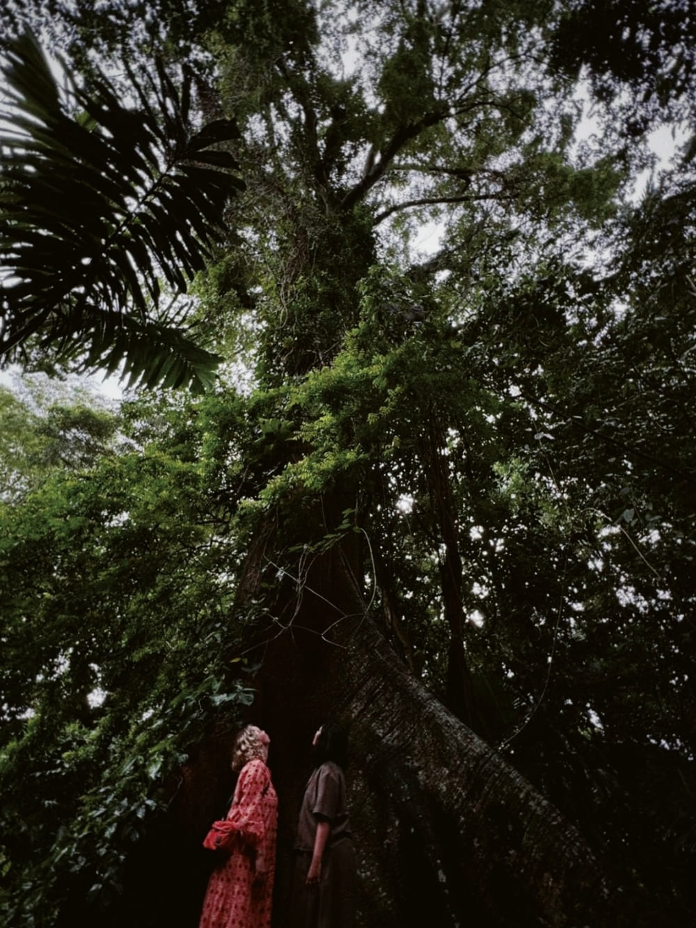 Two women stand at the base of a massive Amazonian tree, looking up at the imposing trunk and thick green canopy towering above them.