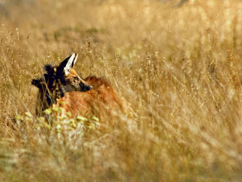 A Maned Wolf with its distinct reddish-brown fur partially hidden while standing in tall, dry grass in the Cerrado biome. A Maned Wolf with its distinct reddish-brown fur partially hidden while standing in tall, dry grass in the Cerrado biome.