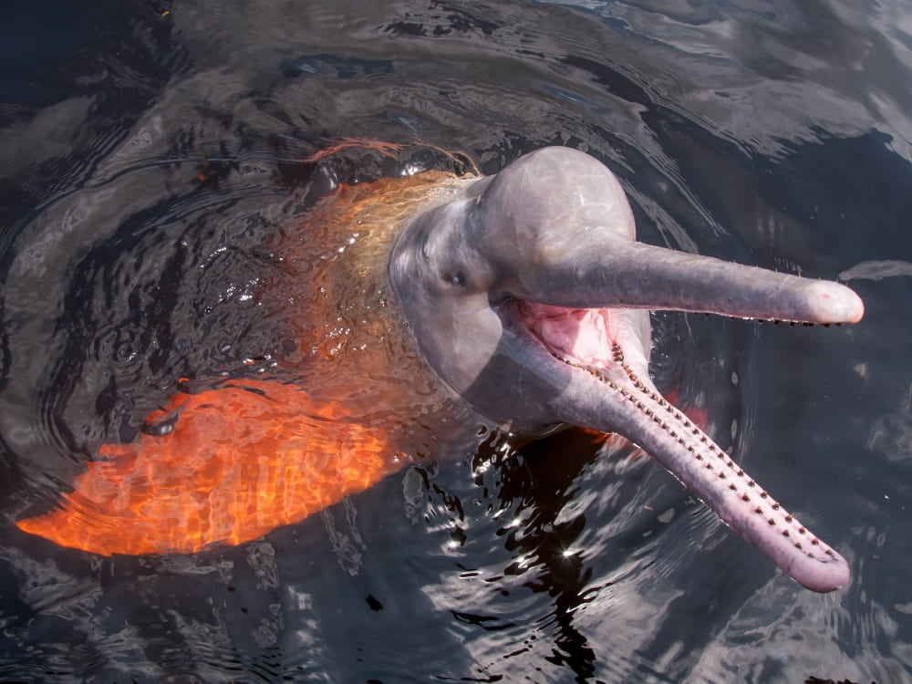 A pink river dolphin swimming with its head above the dark waters of the Amazon River. A pink river dolphin swimming with its head above the dark waters of the Amazon River.