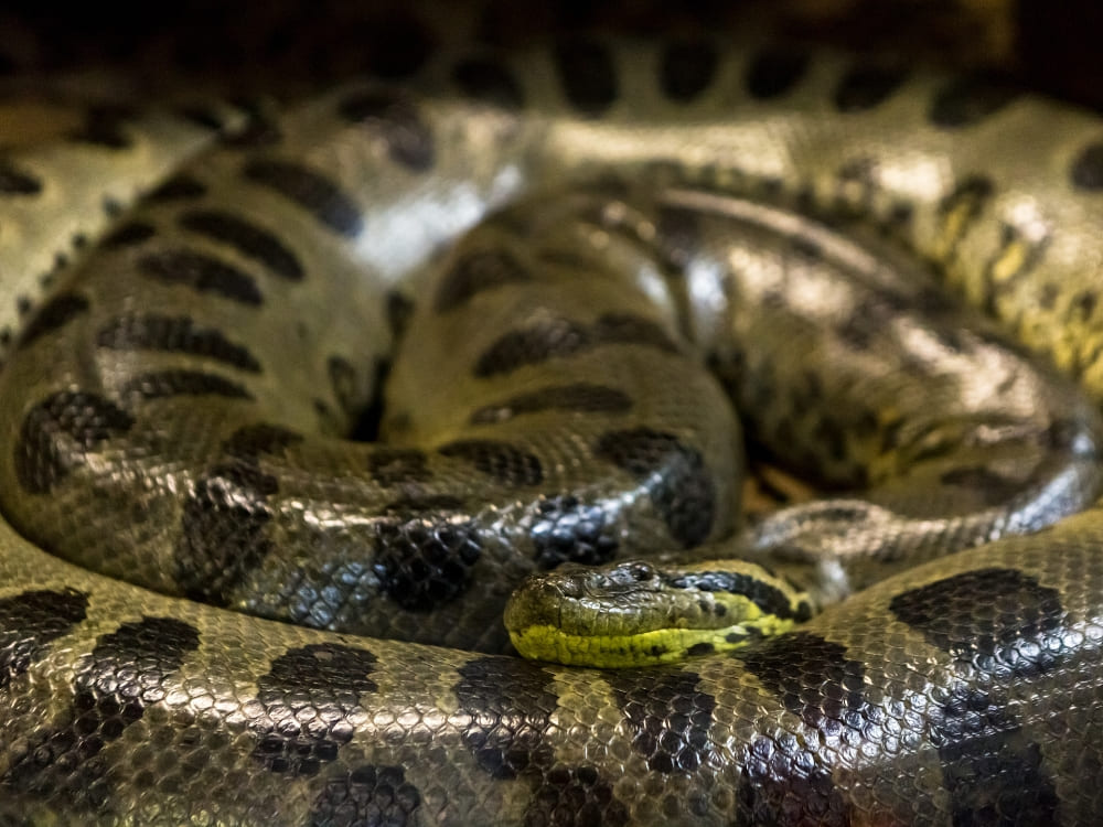 A large green anaconda coiled up resting in the Amazon Basin. A large green anaconda coiled up resting in the Amazon Basin.