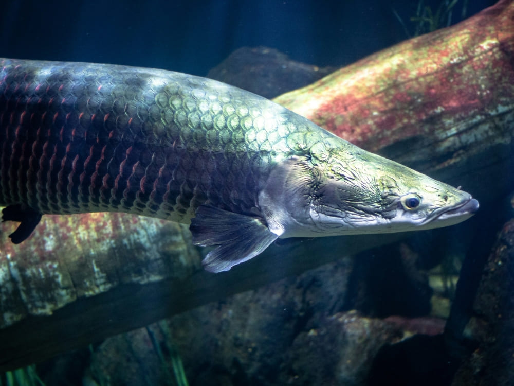 A large pirarucu fish swimming underwater in the Amazon region. A large pirarucu fish swimming underwater in the Amazon region.