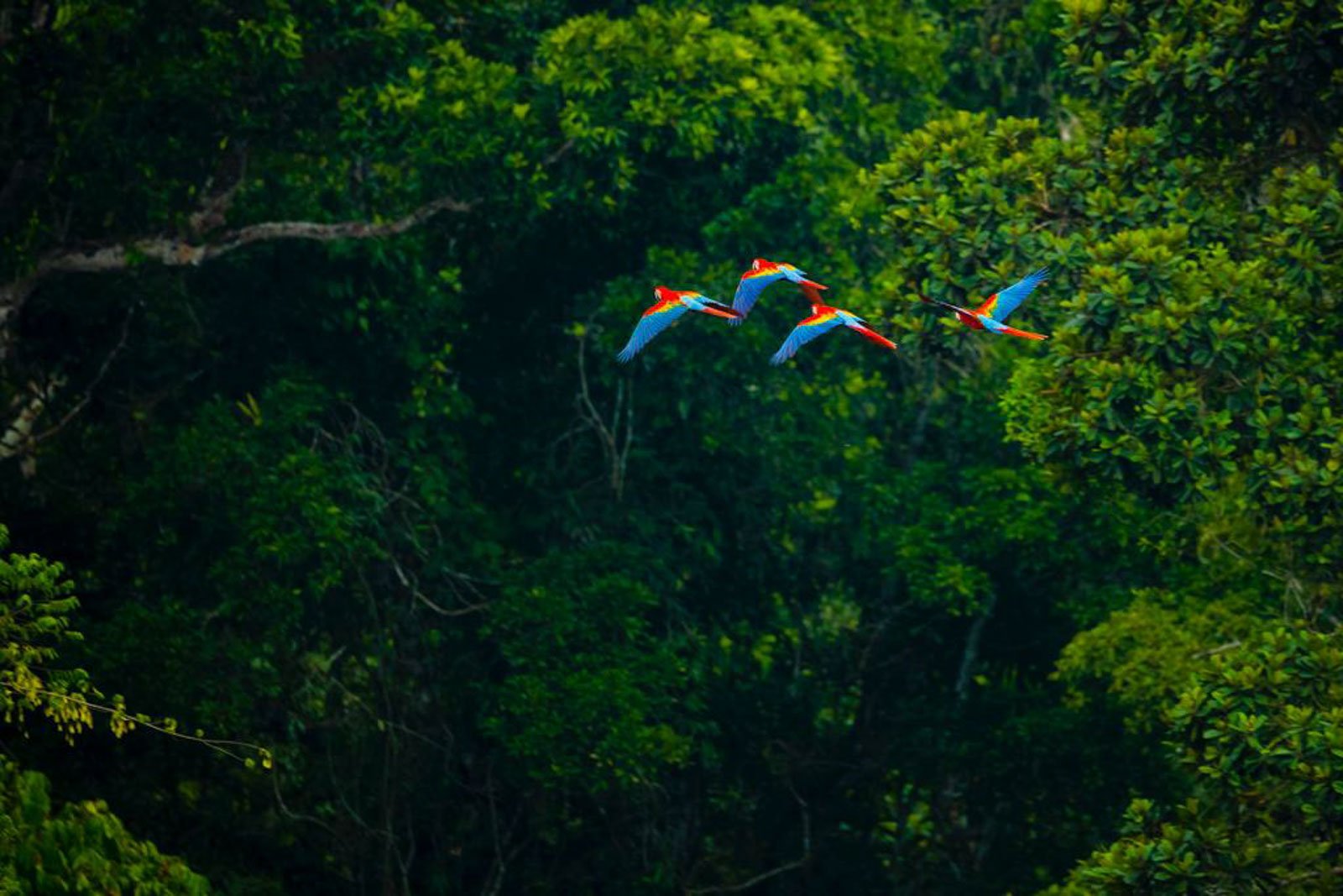 Four scarlet macaws in flight over a dense Amazon rainforest canopy, their vivid red, blue, and yellow plumage contrasting sharply with the deep green treetops — a classic birdwatching in the amazon rainforest moment