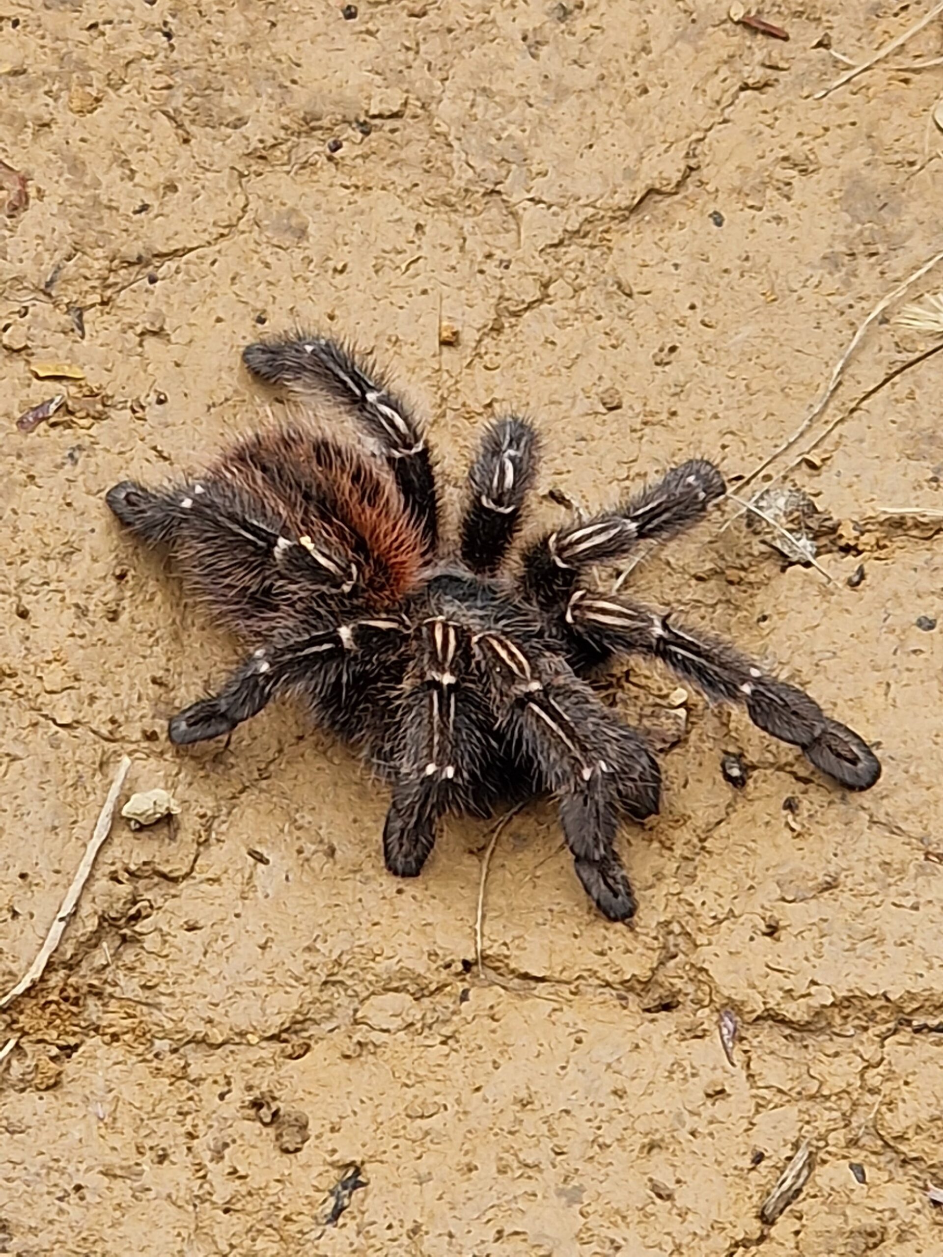 Een grote, donkere, harige vogelspin met een roodbruin achterlijf rustend op droge zandgrond