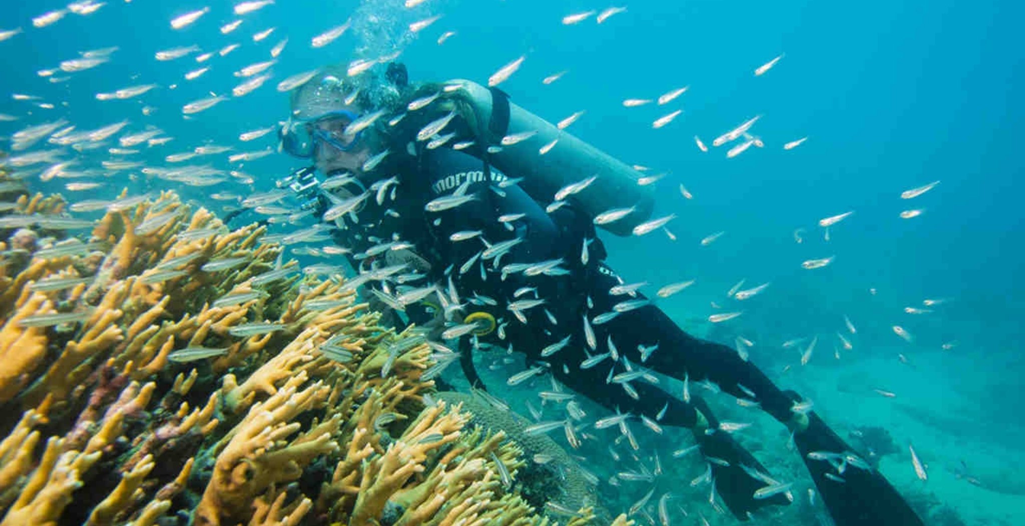 A scuba diver in a black wetsuit hovers close to branching yellow coral formations during a diving liveaboard Abrolhos trip, surrounded by a dense school of small silver fish in clear turquoise water.