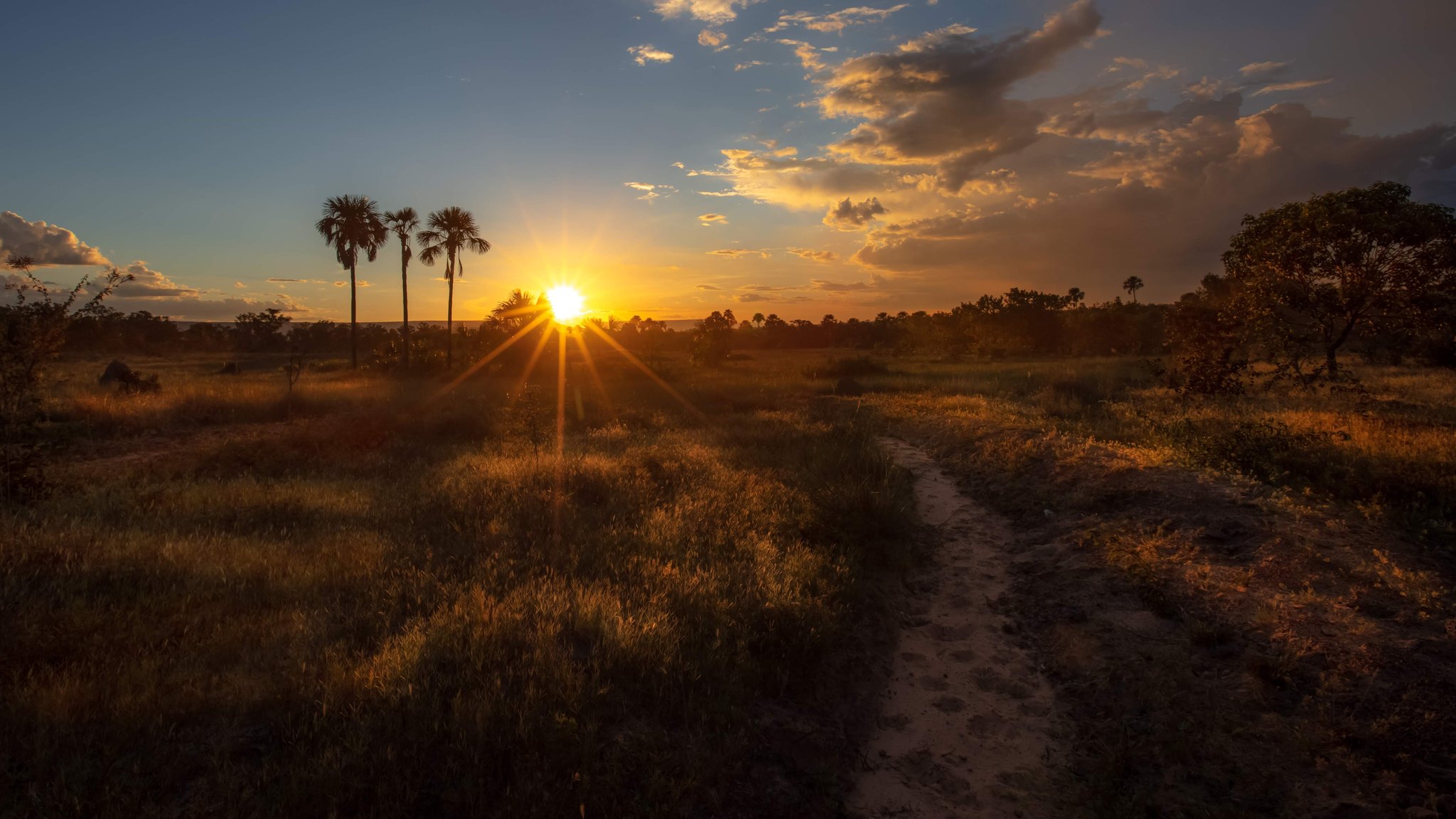 A sandy dirt trail winds through golden Cerrado grassland toward a brilliant sunset, with buriti palm silhouettes framing the sun on a Jalapão adventure