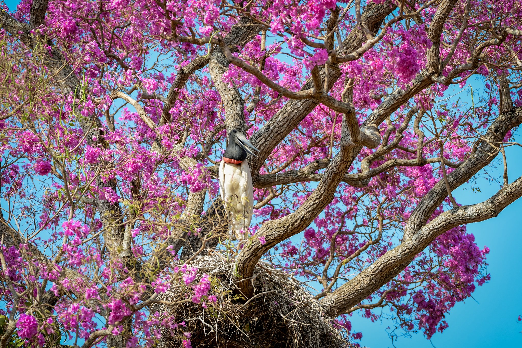 Wer sagt, Vögel hätten kein Gespür für eine gute Aussicht? Ein Jabiru-Storch steht auf seinem großen Astnest in einem blühenden rosa Ipê-Baum im Pantanal