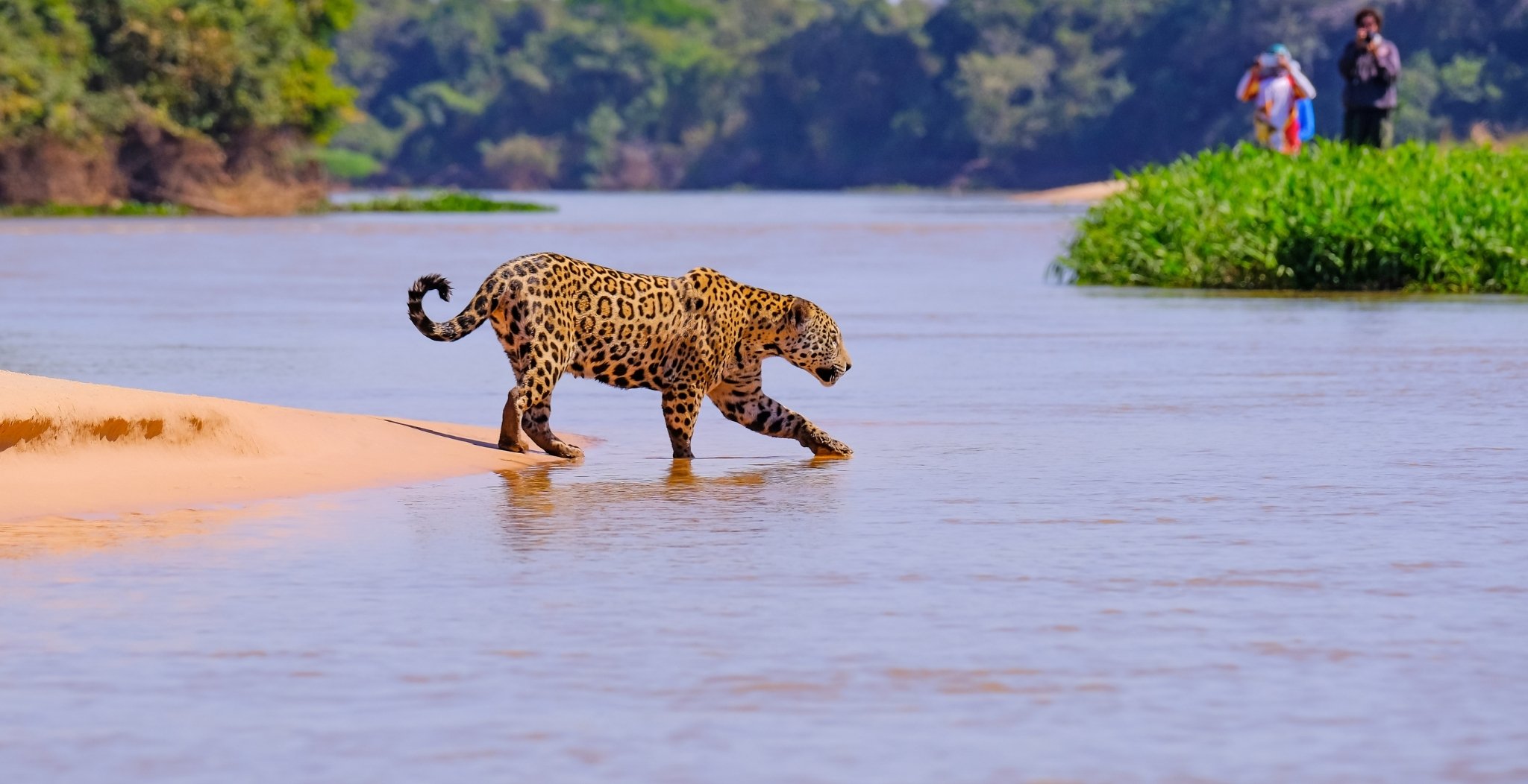 A jaguar stepping off a sandy riverbank into shallow water on a Pantanal Jaguar Photography Tour, with two wildlife photographers watching from the far bank