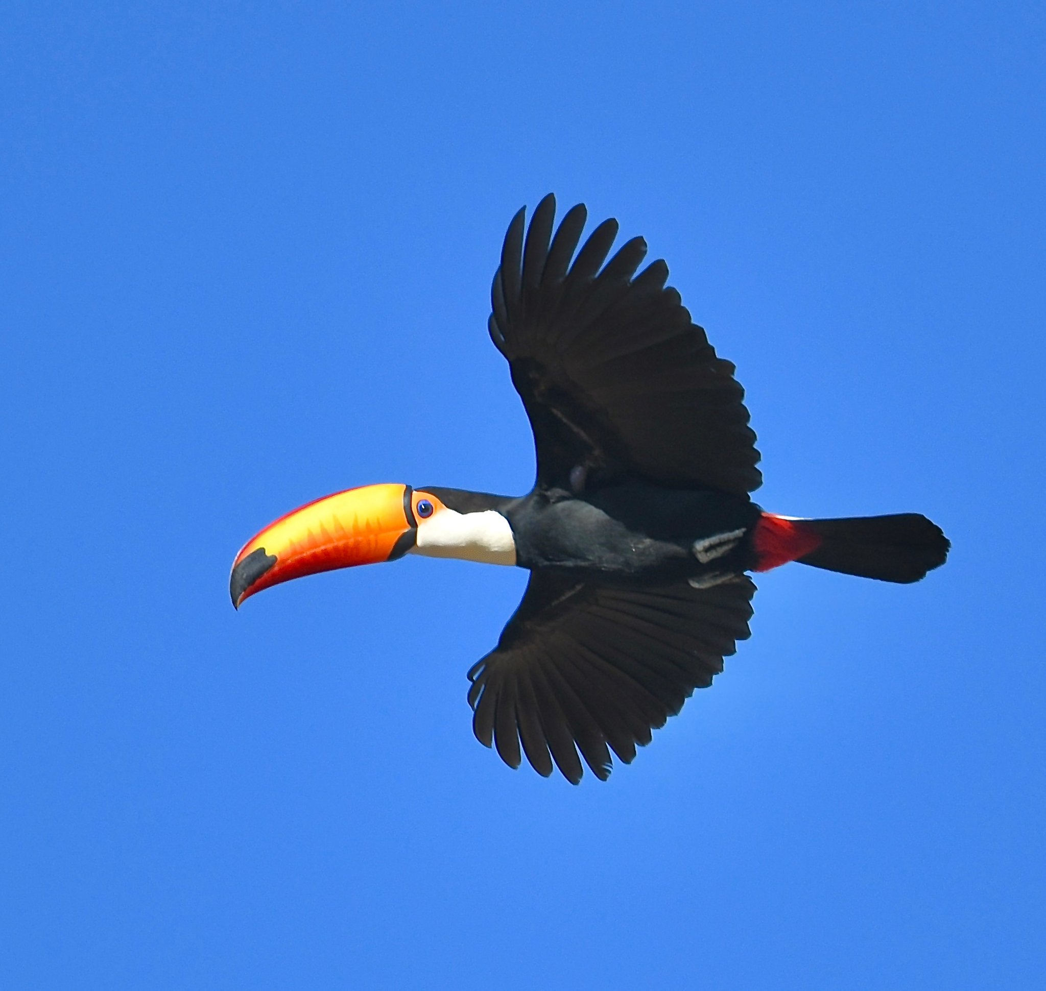 Mit diesem Schnabel braucht man keine Visitenkarte. Ein Riesentukan im Flug vor strahlend blauem Himmel, mit seinem markanten orange-gelben Schnabel und schwarzem Gefieder
