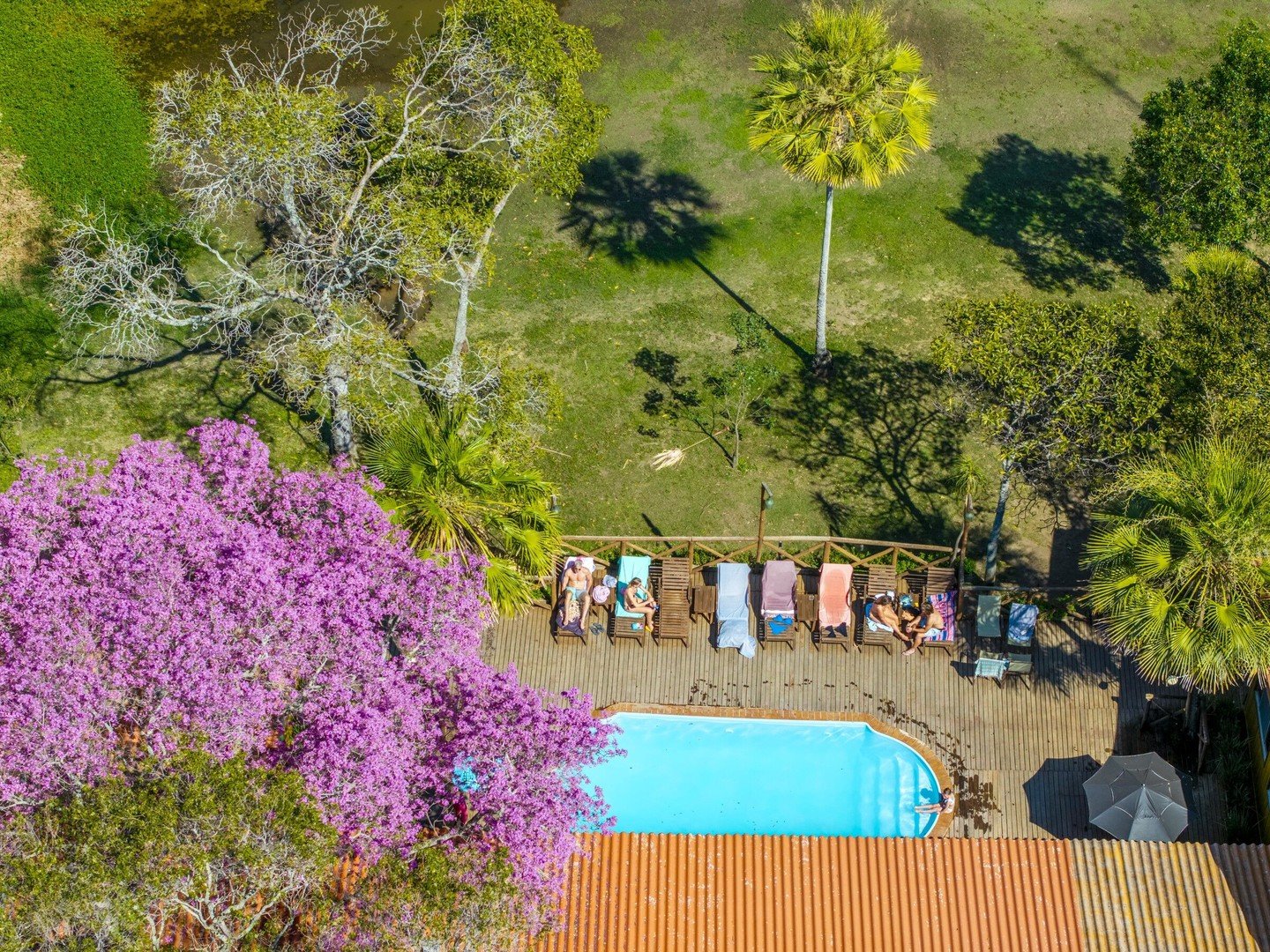 Luchtfoto van het zwembadterras van een budget Pantanal-lodge met gasten op ligstoelen, omgeven door palmbomen, groene gazons en een opvallend paars bloeiende boom