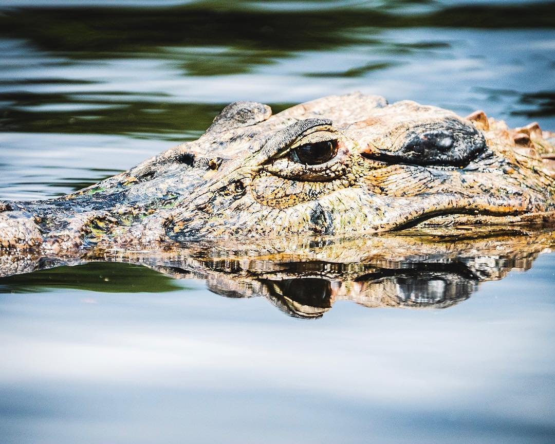 Extreme close-up van het gepantserde hoofd van een kaaiman aan de waterlijn bij Mirante do Gavião, met zijn glanzende oog dat perfect weerspiegeld wordt in het donkere, stille water