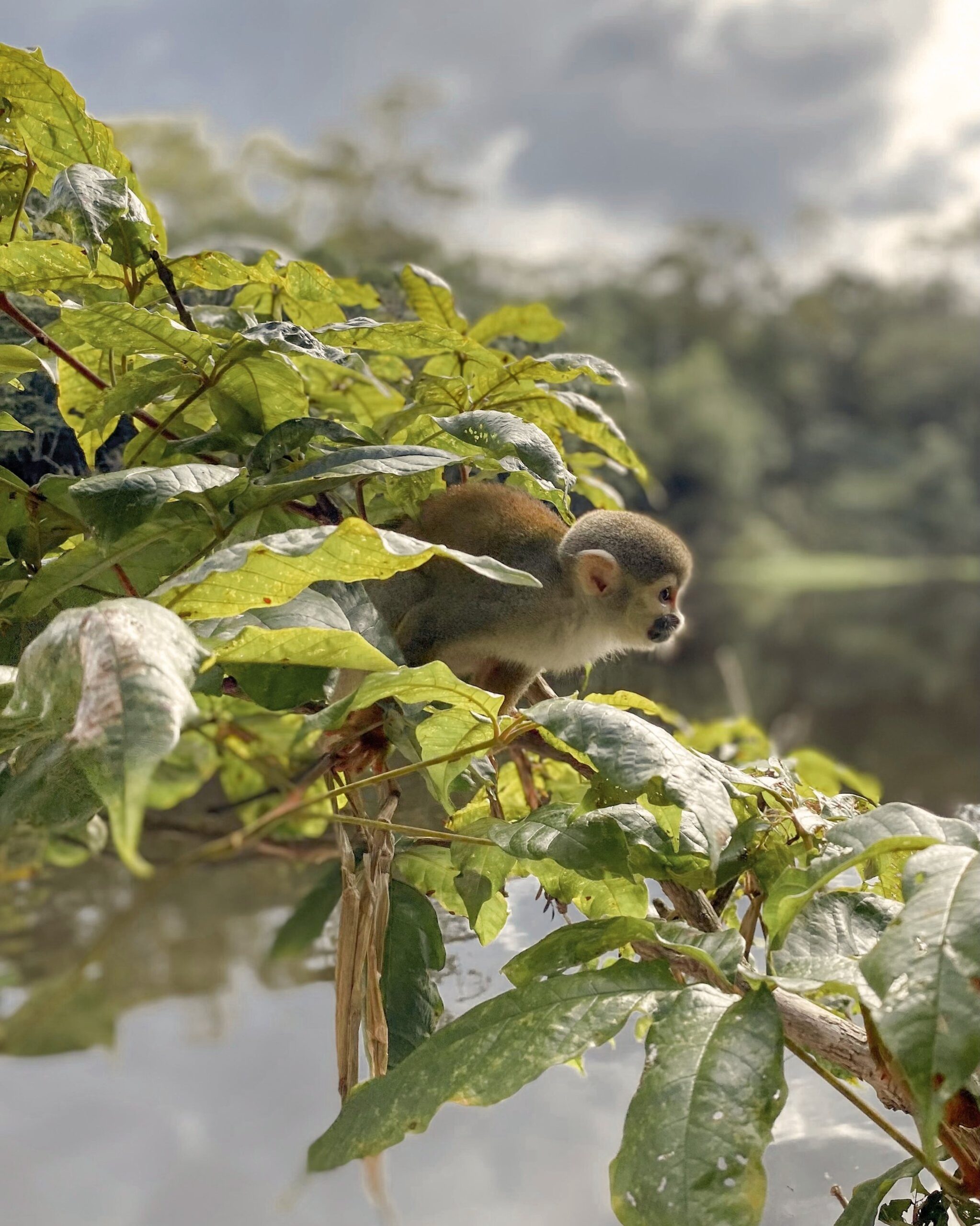 Klein, vliegensvlug, en totaal niet onder de indruk van jouw camera. Een kleine eekhoornmakaak zit waakzaam tussen zonnige groene bladeren boven een donkere rivier, met een bosluifel op de achtergrond bij Mirante do Gavião