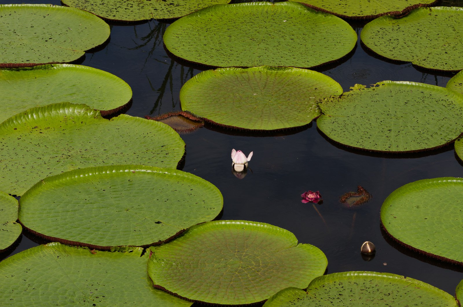 Reusachtige waterleliebladeren bedekken een donker, stil wateroppervlak in Brazilië, terwijl twee tere roze bloemen tussen de brede groene bladeren omhoogkomen