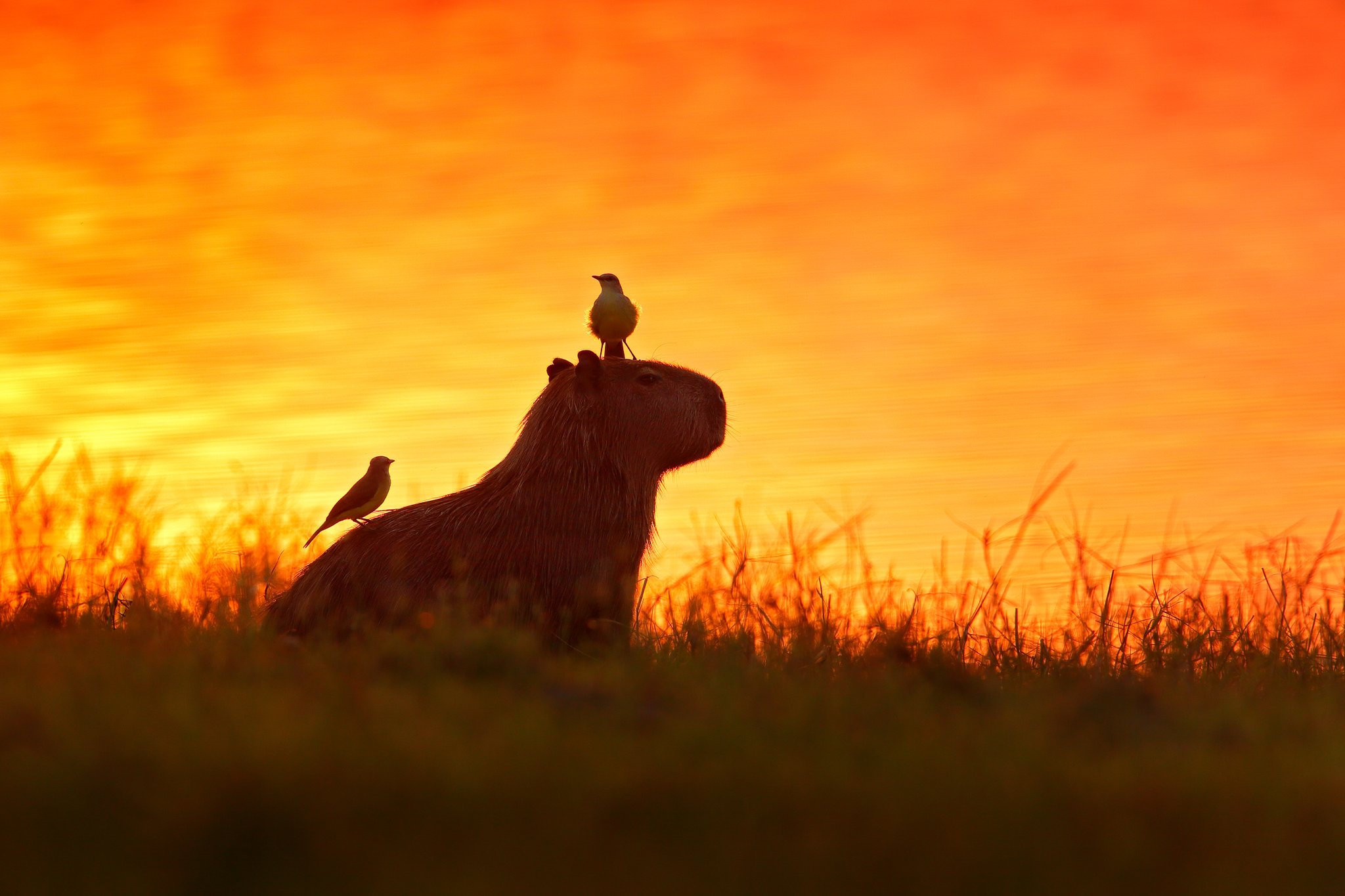 Een capibara als silhouet tegen een intens oranje avondlucht in het Pantanal, met twee kleine vogels op zijn rug en zij, rustend in open grasland