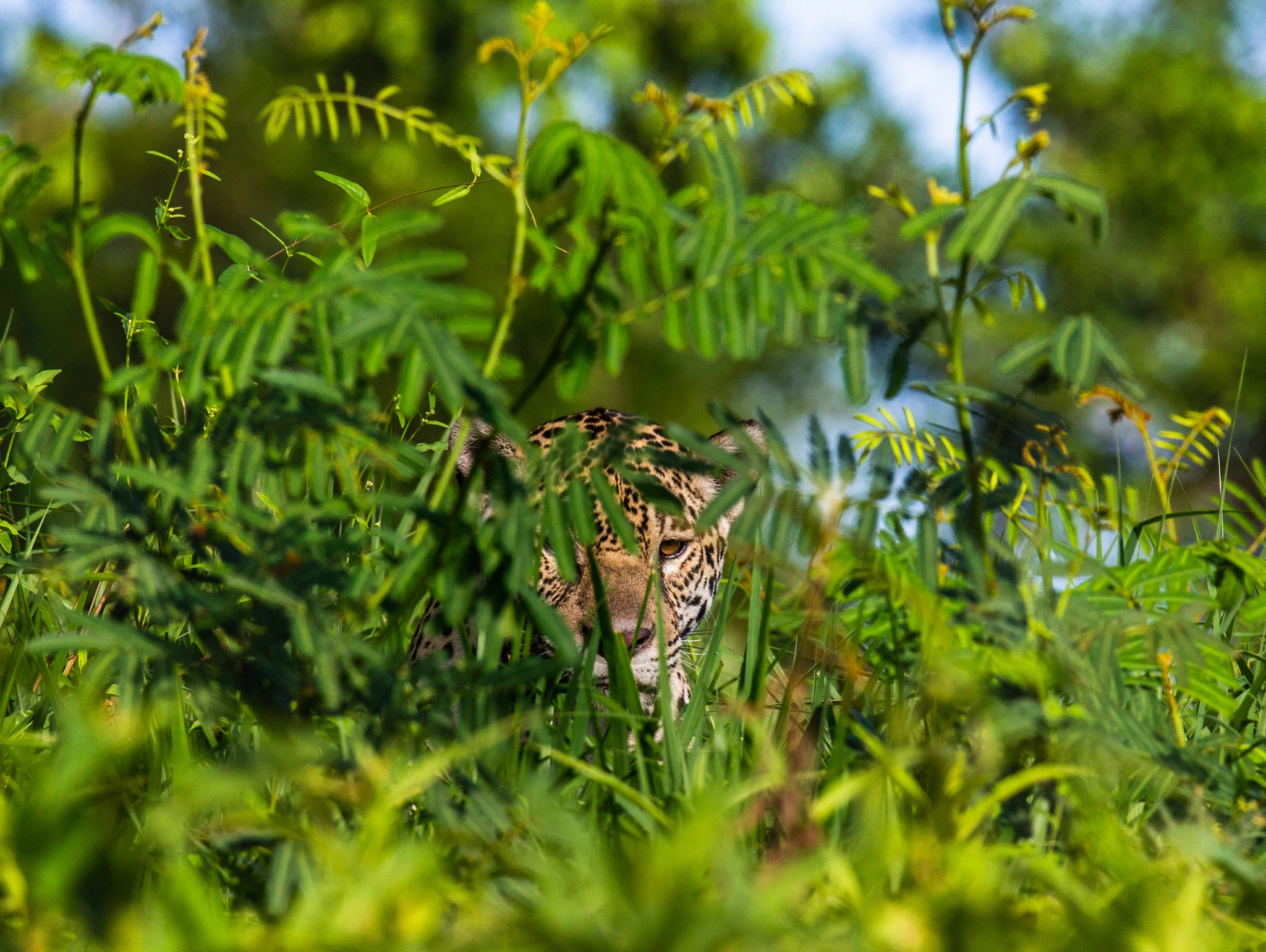 Es hat Sie schon längst bemerkt, Sie ihn noch nicht. Das gefleckte Gesicht eines Jaguars mit bernsteinfarbenem Auge, das durch dichtes grünes Laub späht, aufgenommen auf einer Pantanal-Jaguar-Fotosafari