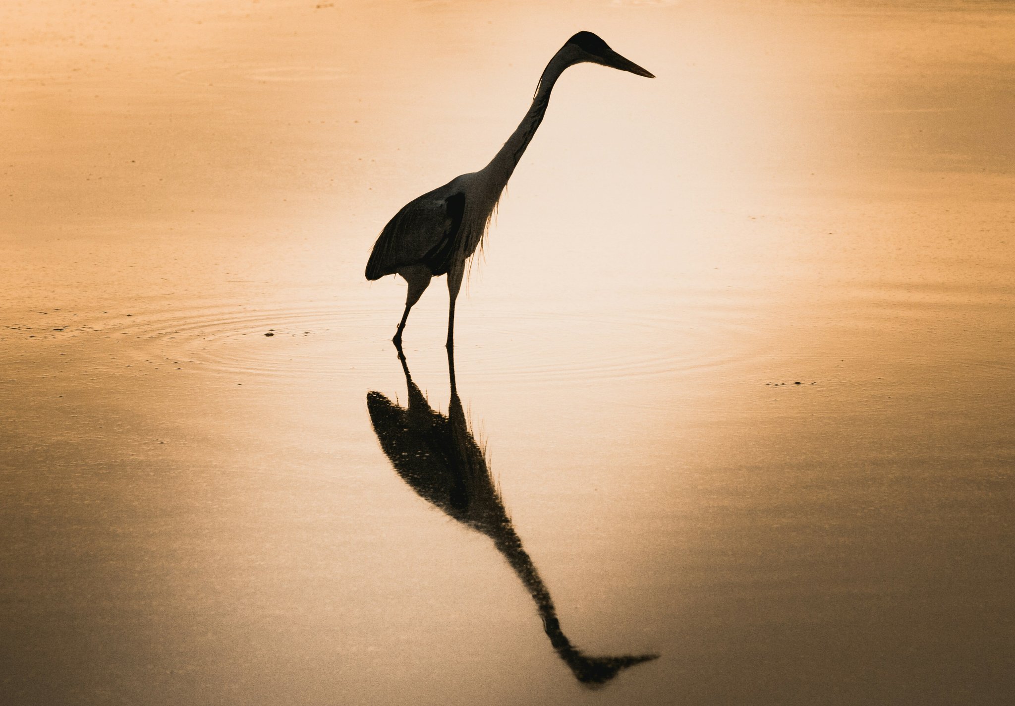 Kein schlechter Abend, wenn man ein Reiher ist. Ein großer Watvogel als Silhouette vor einem goldenen Sonnenuntergang, perfekt in flachem, stillem Wasser gespiegelt