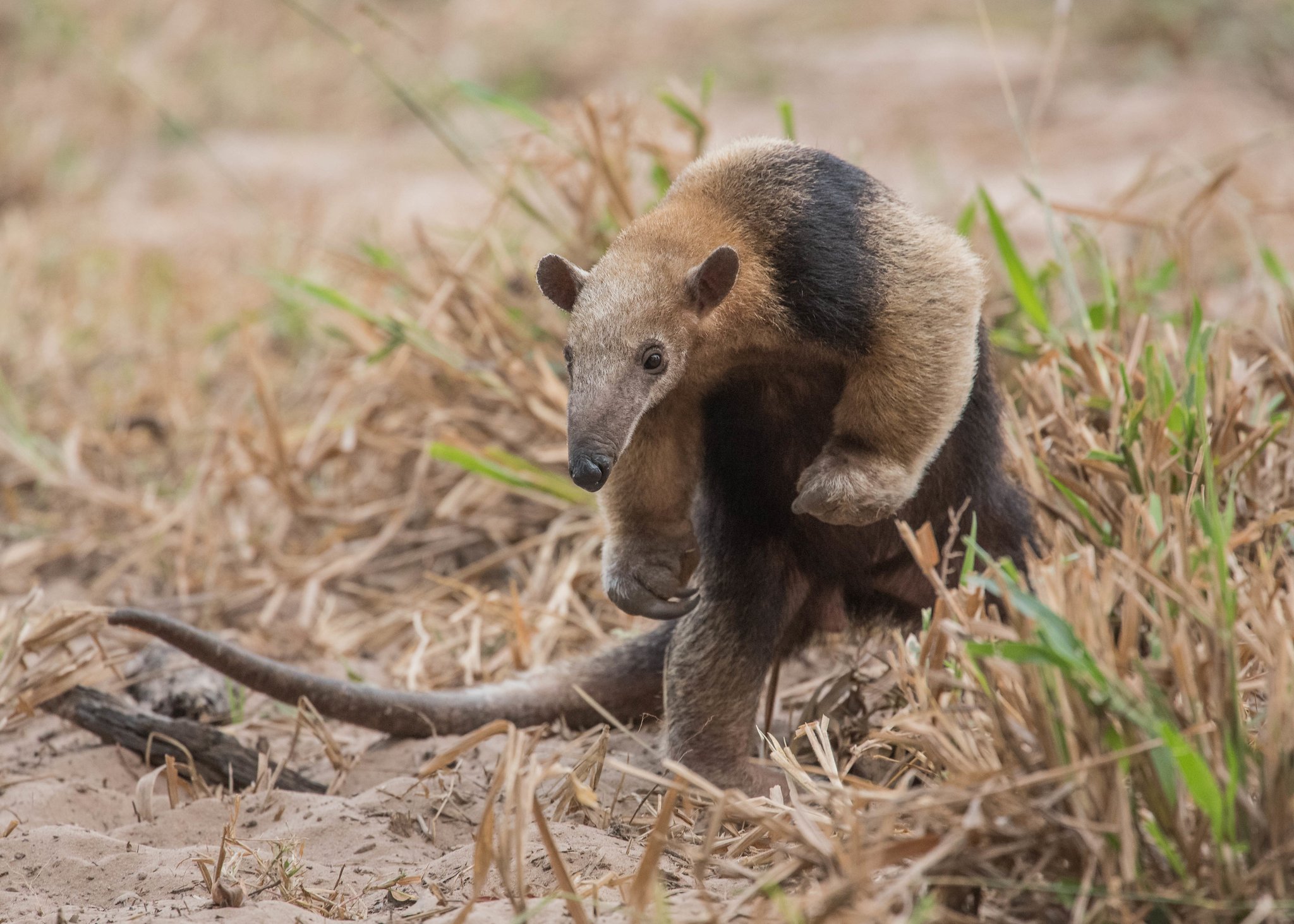 Kompakt, entschlossen und mit einem klaren Ziel: der nächste Ameisenhaufen. Ein südlicher Tamandua steht aufrecht auf sandigem Boden mit trockenem Gras, fotografiert auf einer Pantanal-Jaguar-Fotosafari