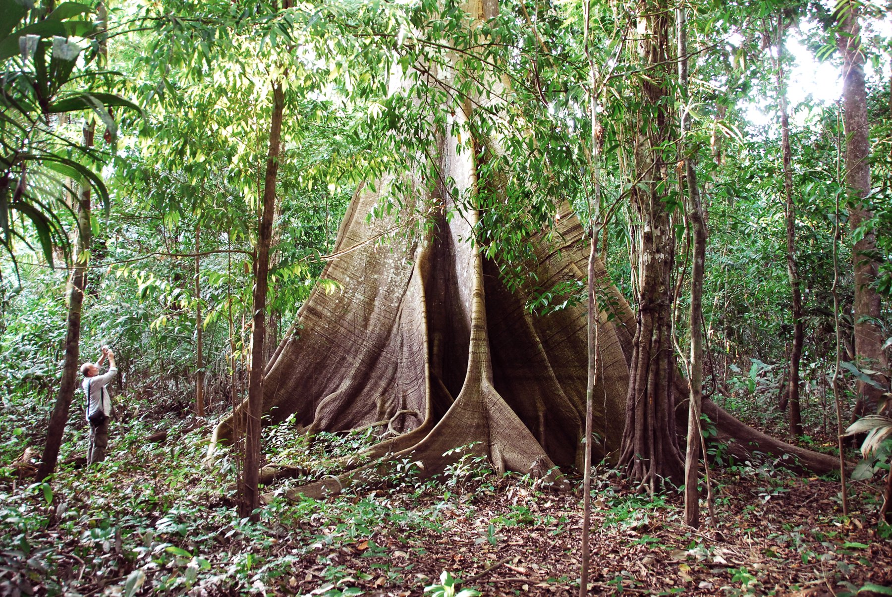 A visitor photographs a massive rainforest tree with towering buttress roots during a tucano amazon river cruise forest hike, dwarfed by the sculptural wooden fins rising several metres from the jungle floor