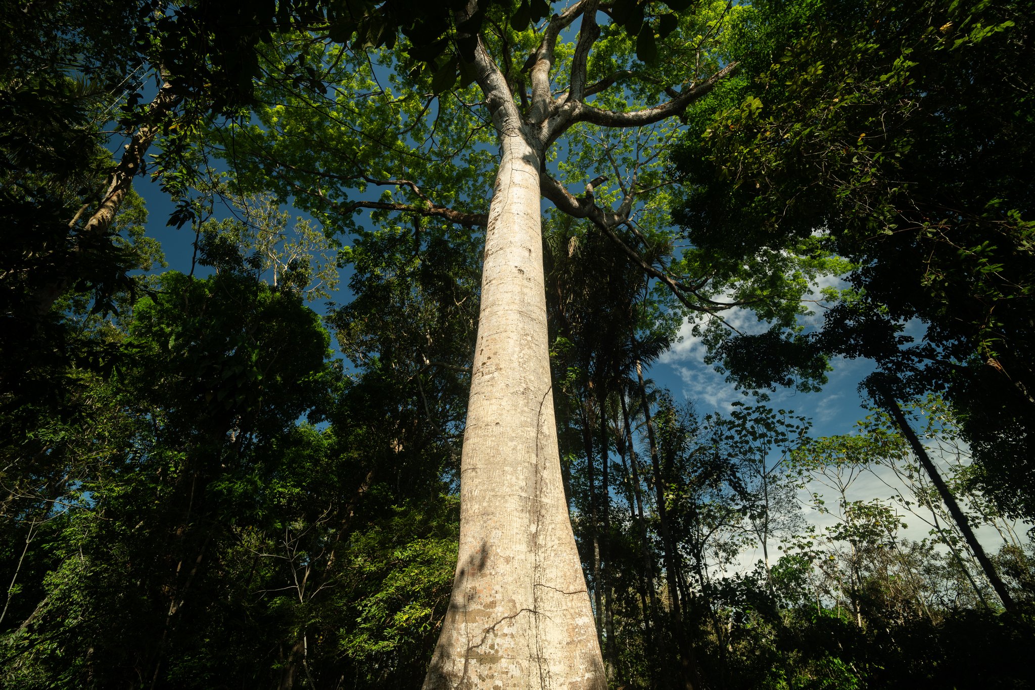 Upward-looking view of a tall, smooth-barked emergent tree rising above the dense rainforest canopy on the tucano amazon river cruise, with blue sky visible through the treetops