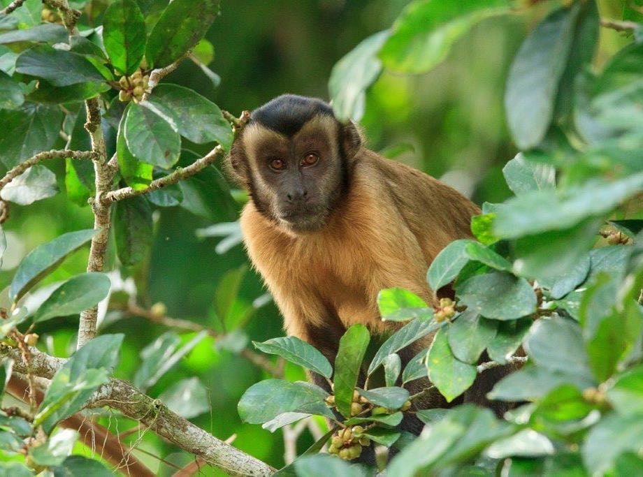 A brown capuchin monkey with a dark cap perches alert among dense green leaves during an Amazon jungle cruise Brazil wildlife excursion