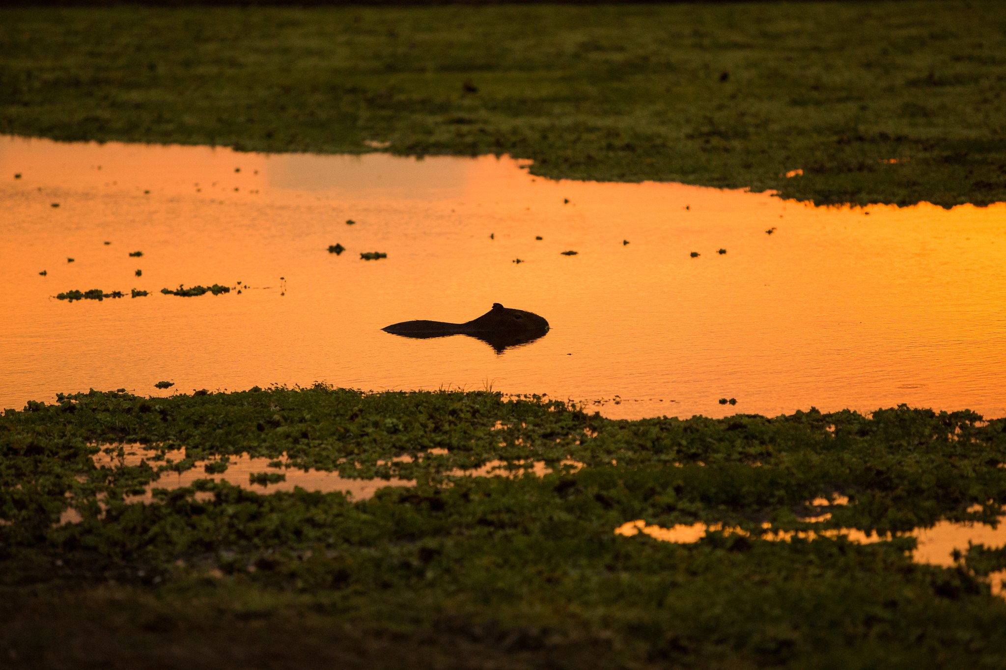 Een capibara als silhouet tegen een levendige oranje zonsondergangspiegeling op een ondiep moeraswater, omgeven door drijvende waterplanten