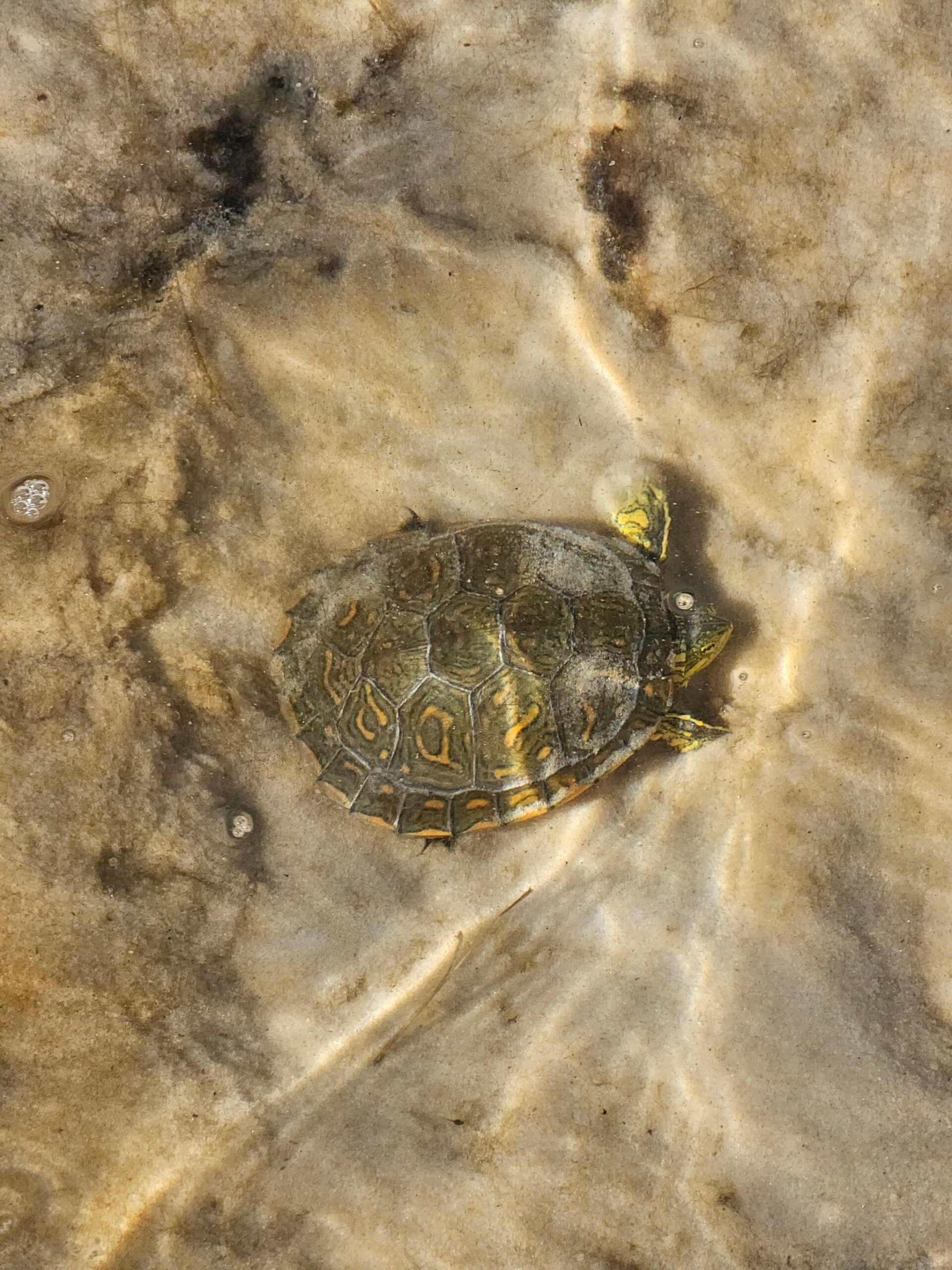 A small freshwater turtle with a dark patterned shell and yellow-marked head resting in clear shallow water over a sandy bottom, spotted along the Lençóis Maranhenses full itinerary