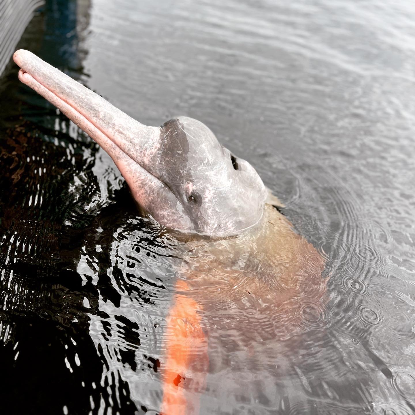 Een roze rivierdolfijn komt op bij Mirante do Gavião uit het donkere Amazonewater, met zijn lange snuit en bolronde voorhoofd net boven het oppervlak