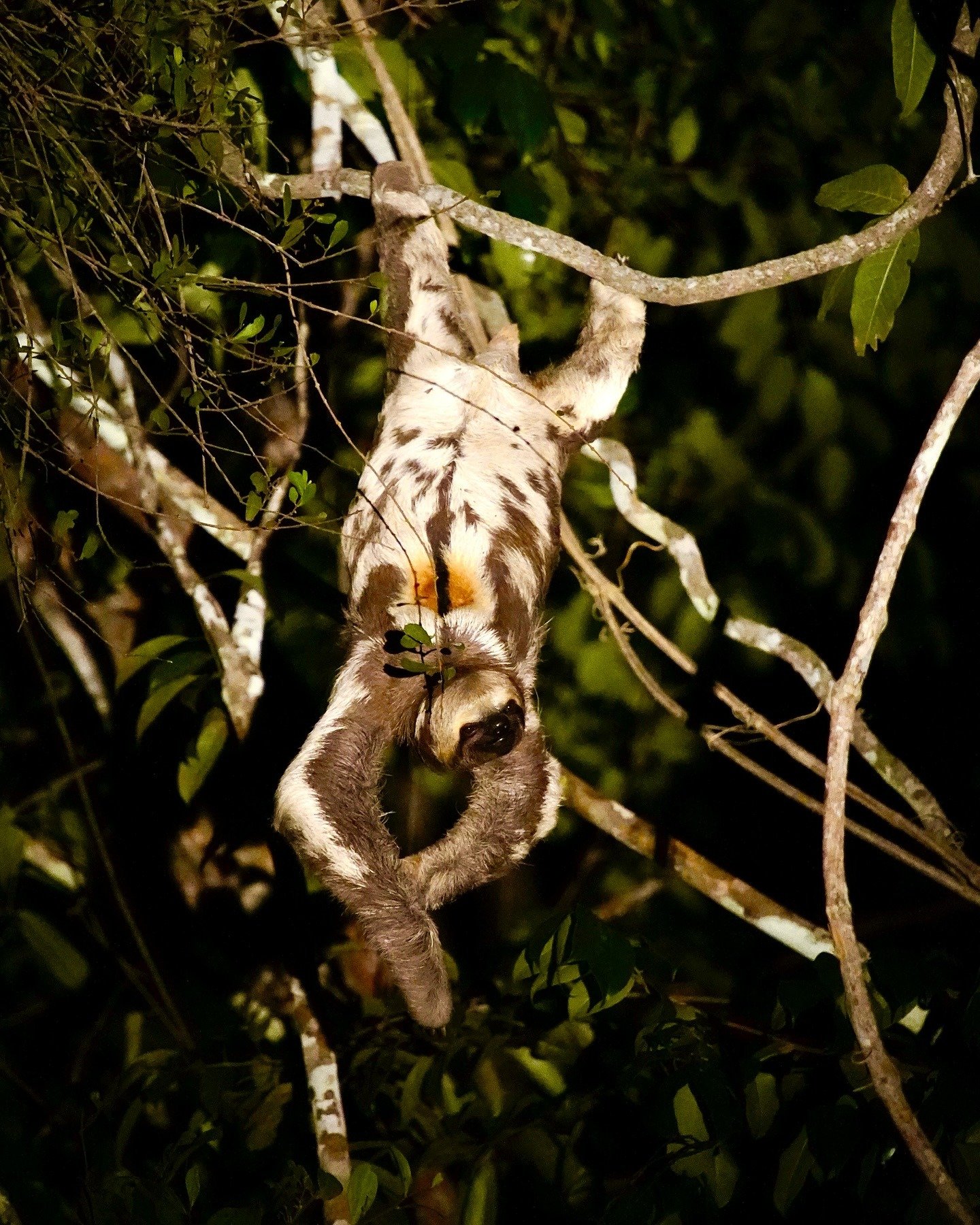 Eén blaadje, alle tijd van de wereld. Een drievingerige luiaard hangt 's nachts ondersteboven aan een bostak, gespot tijdens een nachtelijke wildlifetour bij Mirante do Gavião