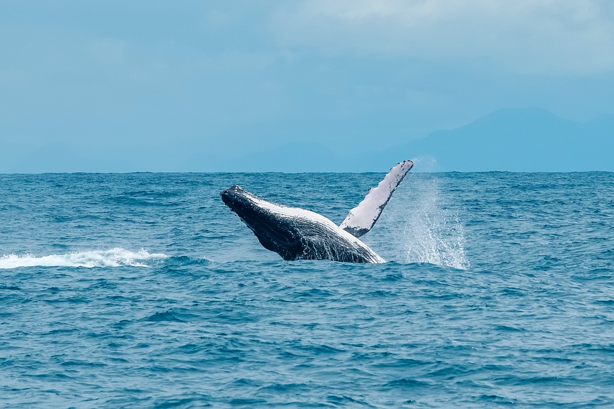 Een bultrug die spectaculair uit de open oceaan springt met een lange borstvin omhoog tegen een lichtblauwe lucht, een bijzondere wildlife-ontmoeting in het onontdekte Brazilië