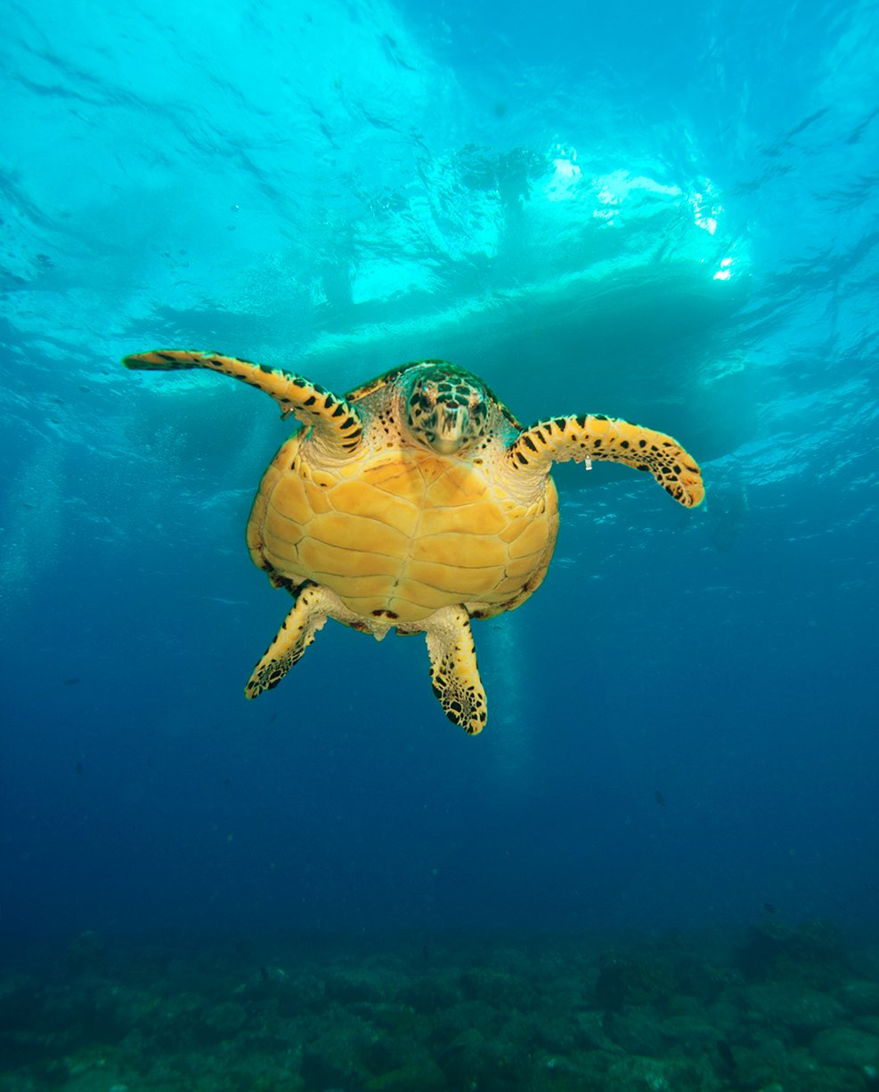 Uma tartaruga marinha nadando diretamente em direção à câmera durante um curso de mergulho Open Water, fotografada de baixo em água azul cristalina com fundo rochoso visível ao fundo.