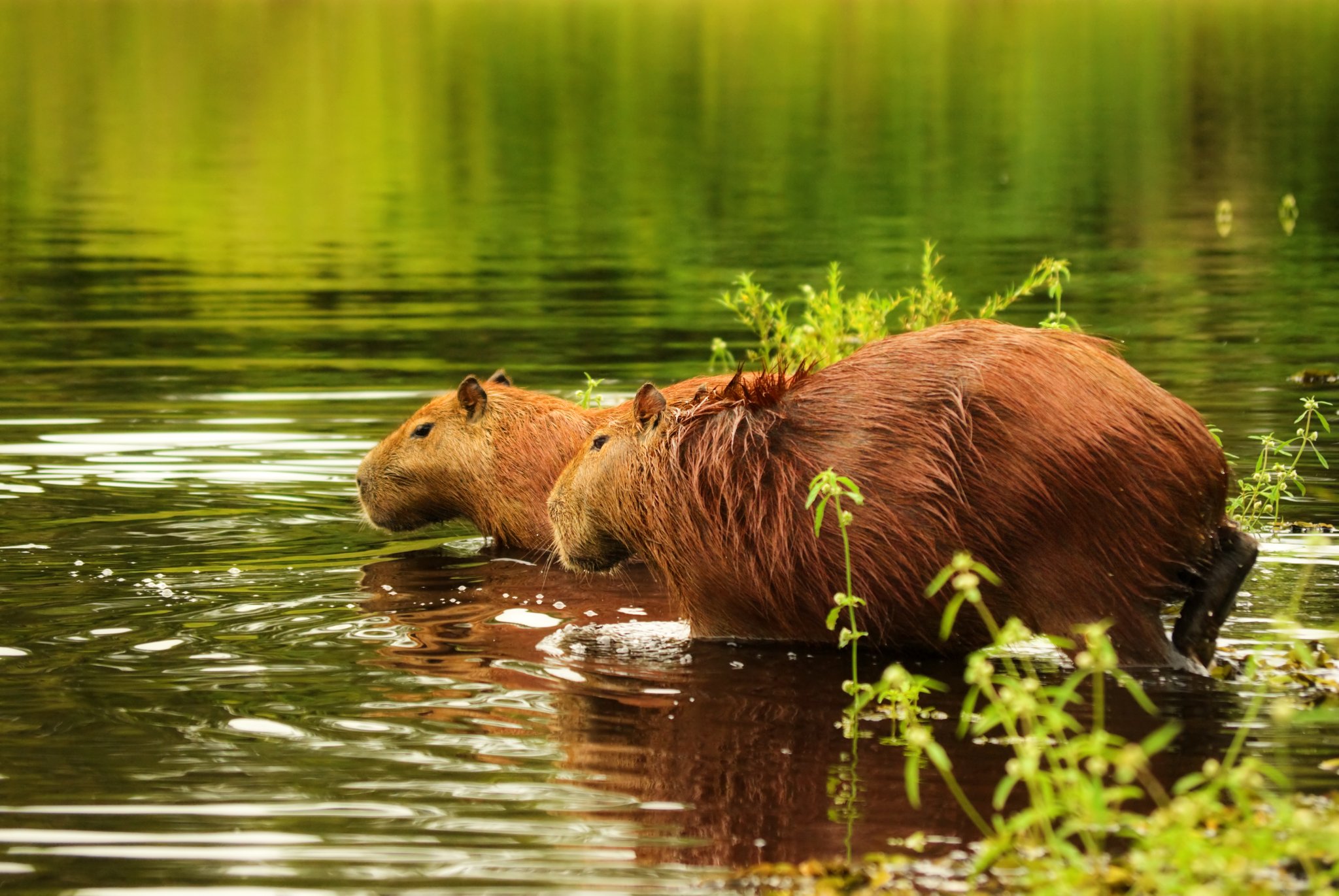 Kein Stress, kein Zeitplan, nur zwei Wasserschweine auf ihrem Weg. Zwei nasse Wasserschweine waten nebeneinander durch flaches Wasser im Pantanal, umgeben von üppiger grüner Wasservegetation