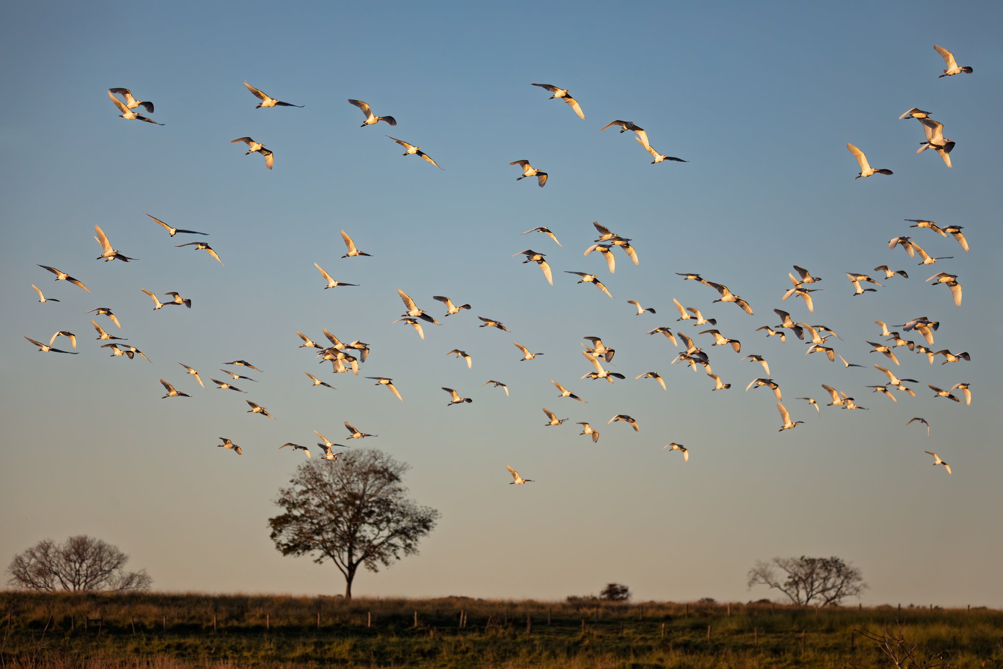 Stoßzeit im Pantanal: hunderte Flügel, kein Stau weit und breit. Ein großer Schwarm weißer Reiher mit dunklen Flügelspitzen fliegt im goldenen Abendlicht über offenes Grasland mit Baumsilhouetten im Pantanal