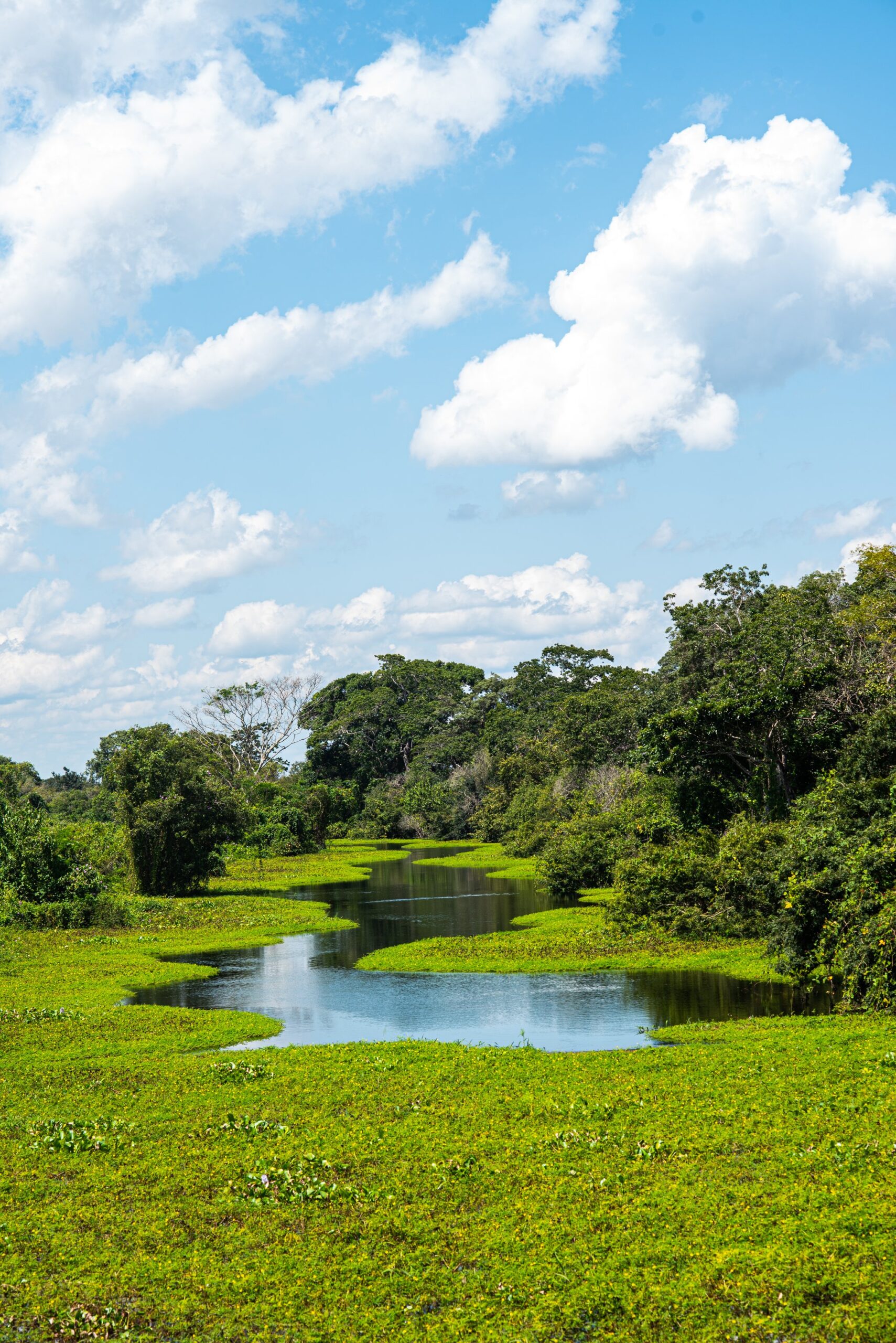 Wasser und Land teilen sich das Pantanal, und einigen sich selten. Ein schmaler Wasserweg schlängelt sich durch eine leuchtend grüne Wasserpflanzendecke im Pantanal, mit dichtem Galeriewald und Quellwolken, die sich im stillen Wasser spiegeln