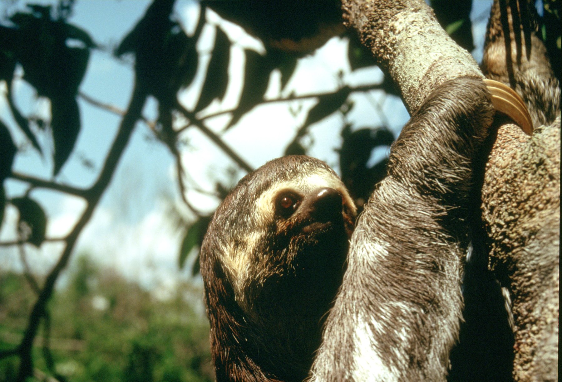 A three-toed sloth clinging to a tree trunk and looking directly at the camera, spotted during the tucano amazon river cruise wildlife watching excursion