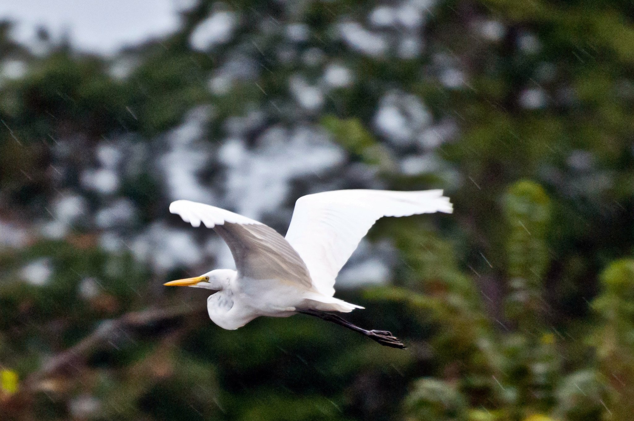 Regen houdt hem niet tegen, zelfs niet even. Een grote zilverreiger vliegt met gespreide vleugels door de regen voor een wazige groene regenwoudachtergrond