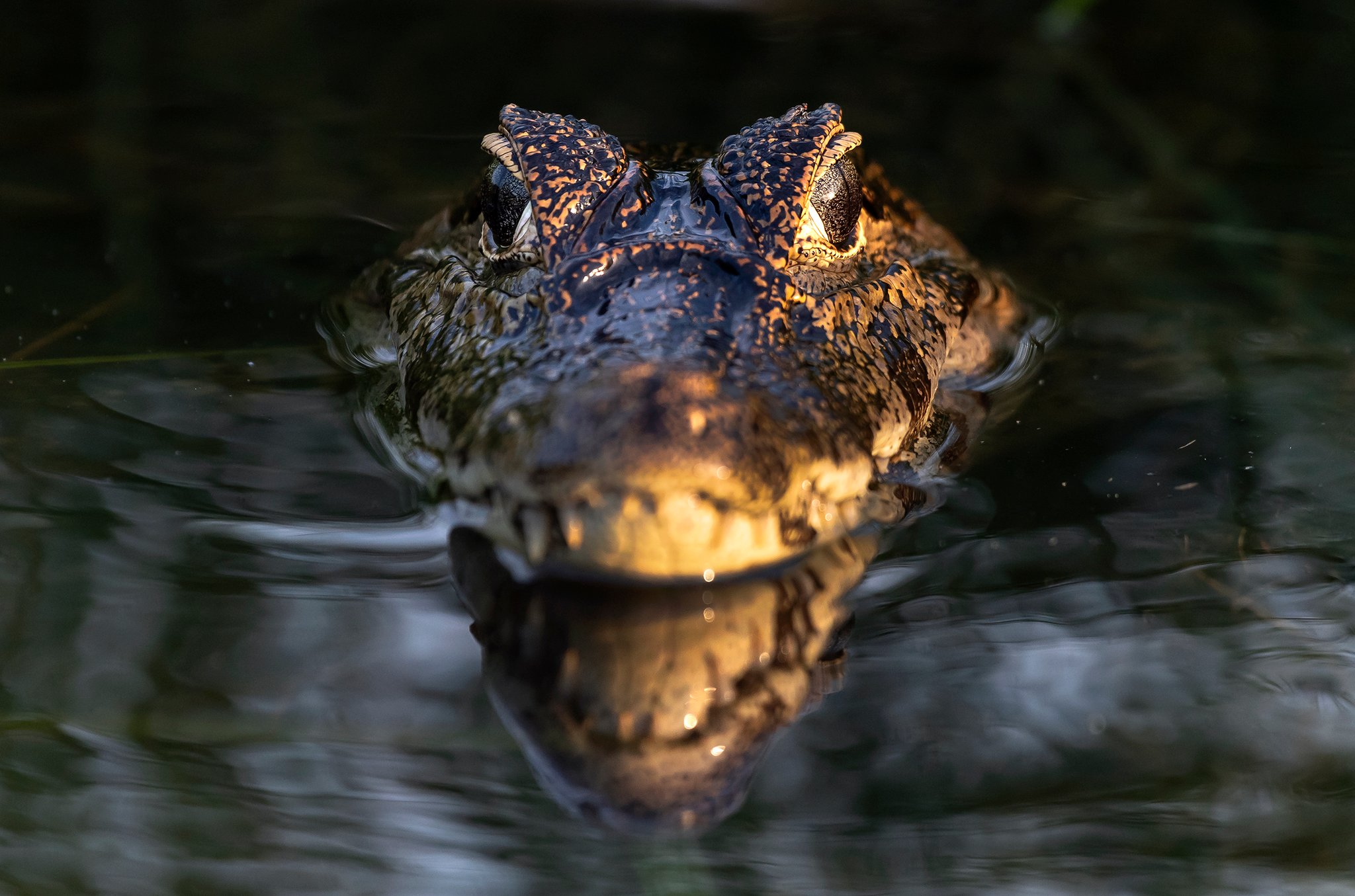 Een kaaimanshoofd dat opduikt uit donker water tijdens een goedkope Pantanal-tour, zijn geschubde huid verlicht door warm gouden licht en weerspiegeld in het stille wateroppervlak