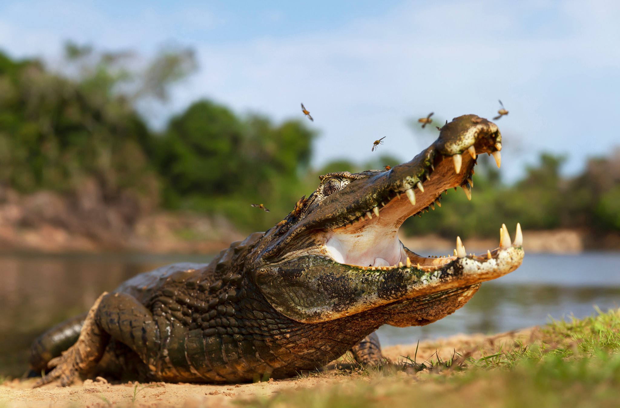 Een kaaiman liggend op een zanderige rivieroever met wijd open kaken en insecten rondom zijn snuit, gezien tijdens een goedkope Pantanal-tour