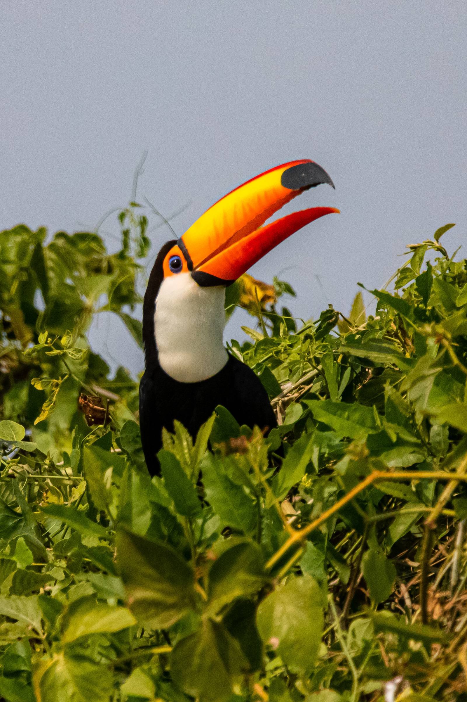 Een toco-toekan met zijn opvallend oranje-rode snavel wijd open, zittend tussen dicht groen gebladerte tegen een lichtblauwe lucht tijdens een goedkope Pantanal-tour