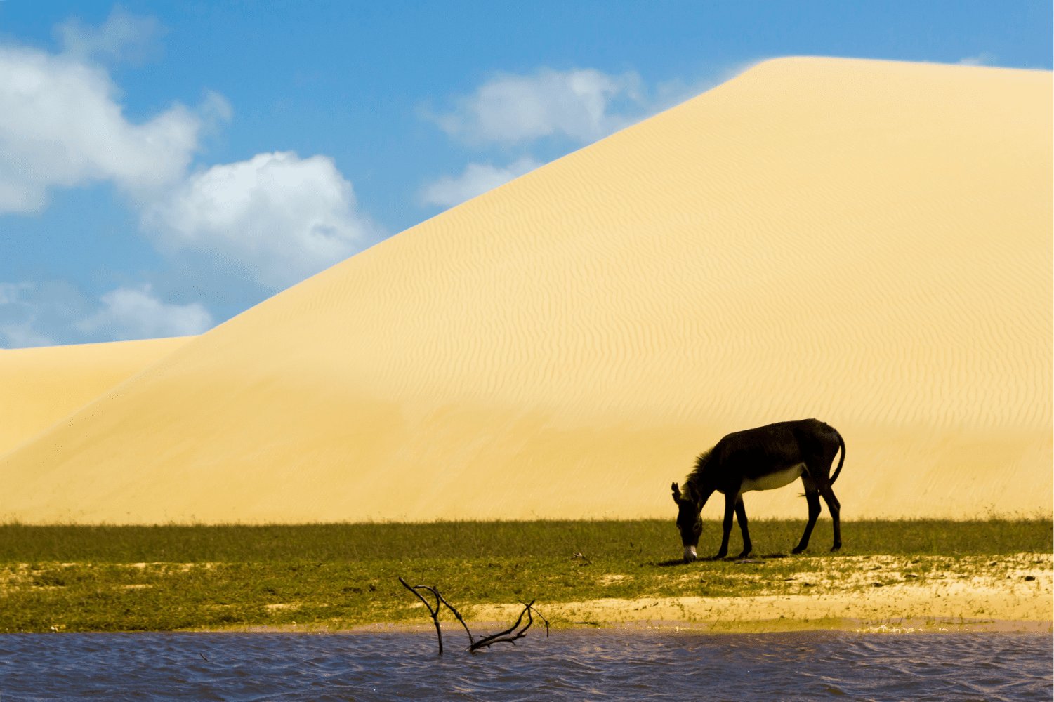 A dark donkey grazes on a narrow strip of green grass beside a lagoon, with a towering golden sand dune rising sharply behind it under a blue sky — a striking scene from the Lençóis Maranhenses full itinerary