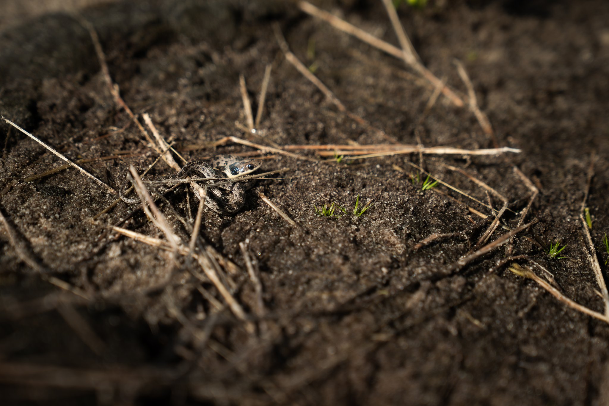 A tiny speckled frog barely larger than a pebble crouches camouflaged among dry grass stems and dark sandy soil on the Lençóis Maranhenses Full Itinerary