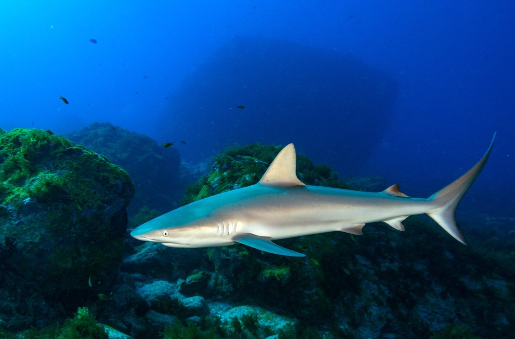 Um tubarão-de-recife desliza por rochas cobertas de algas durante um mergulho do curso Open Water, com pequenos peixes visíveis na água azul profunda ao fundo