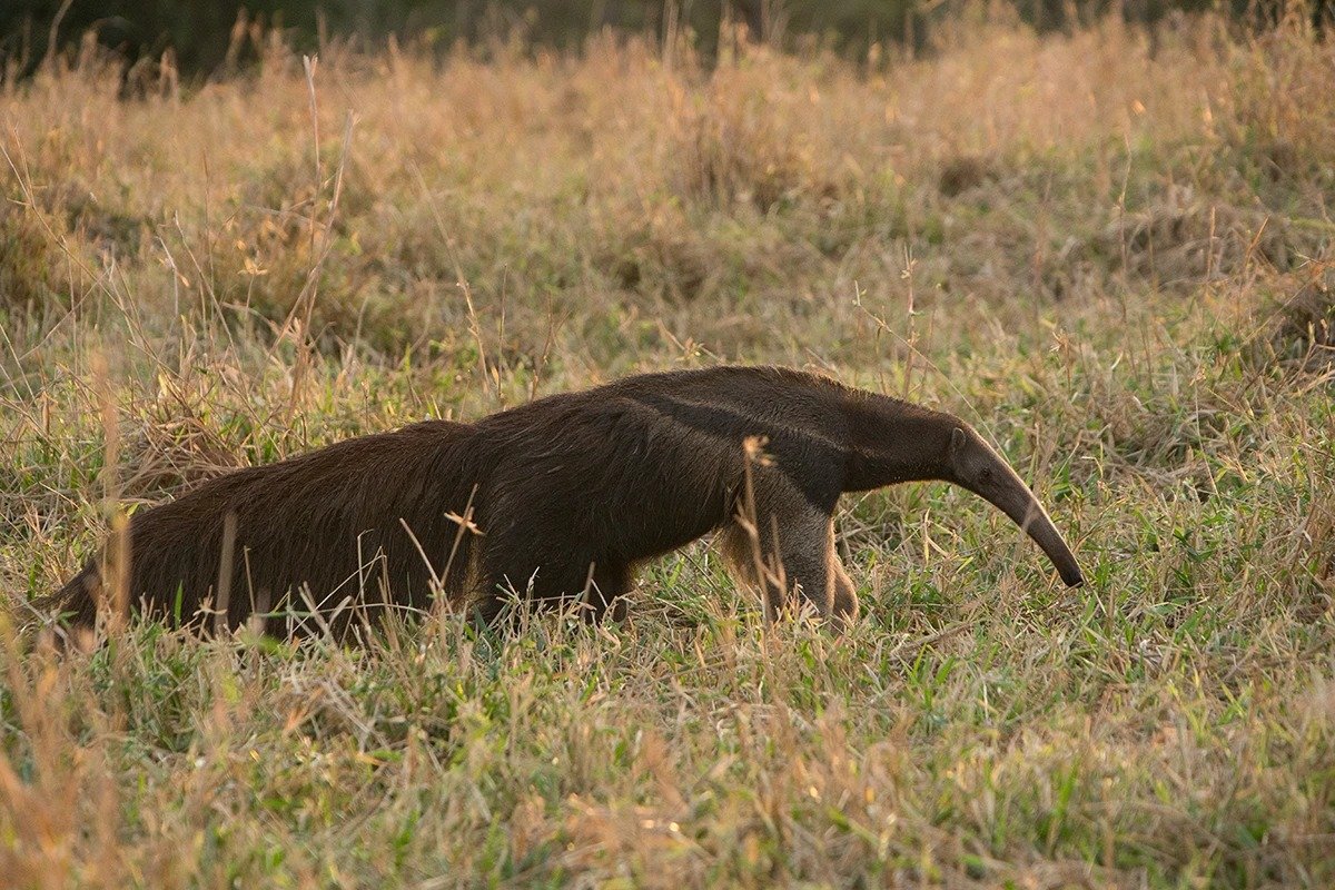 Schnauze am Boden, Kurs gesetzt, kein Blick zurück. Ein Großer Ameisenbär durchquert offenes Grasland mit trockenem goldenem Gras bei einer Pantanal-Jaguar-Fotosafari