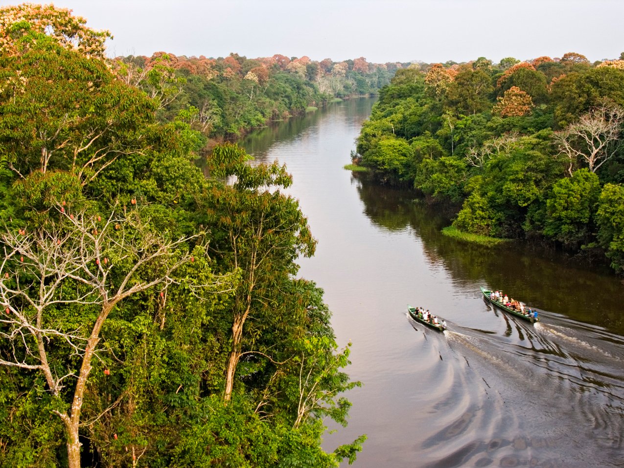 Aerial view of two motorized canoes carrying passengers along a dark-water river on the Tucano Amazon river cruise, surrounded by dense rainforest canopy with flowering trees in the distance