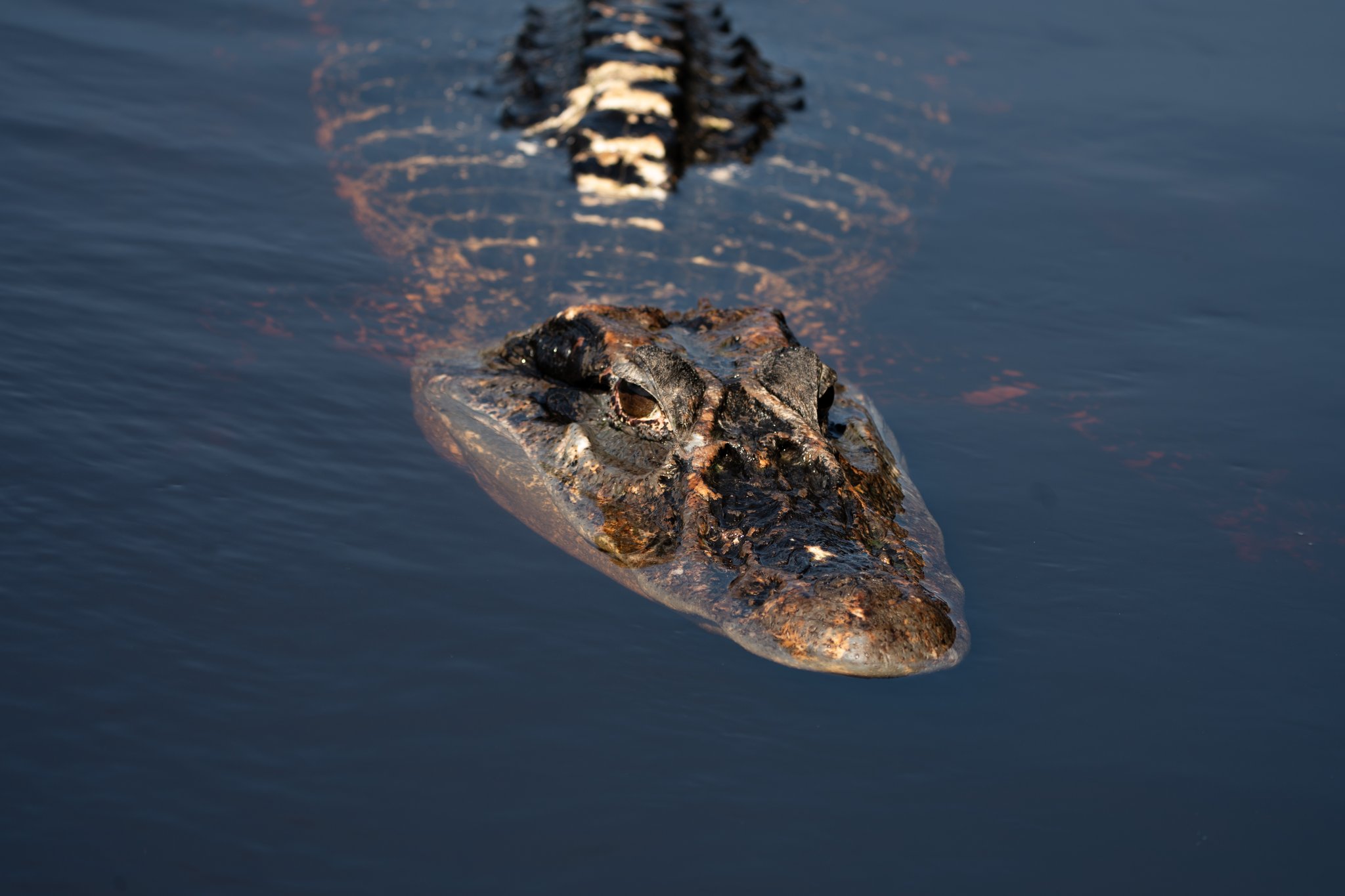 Tientallen miljoenen jaar evolutie, en nog steeds volkomen op zijn gemak. Een kaaiман glijdt bij schemering over het wateroppervlak, zijn gerimpelde kop en rugkam verlicht door gouden avondlicht