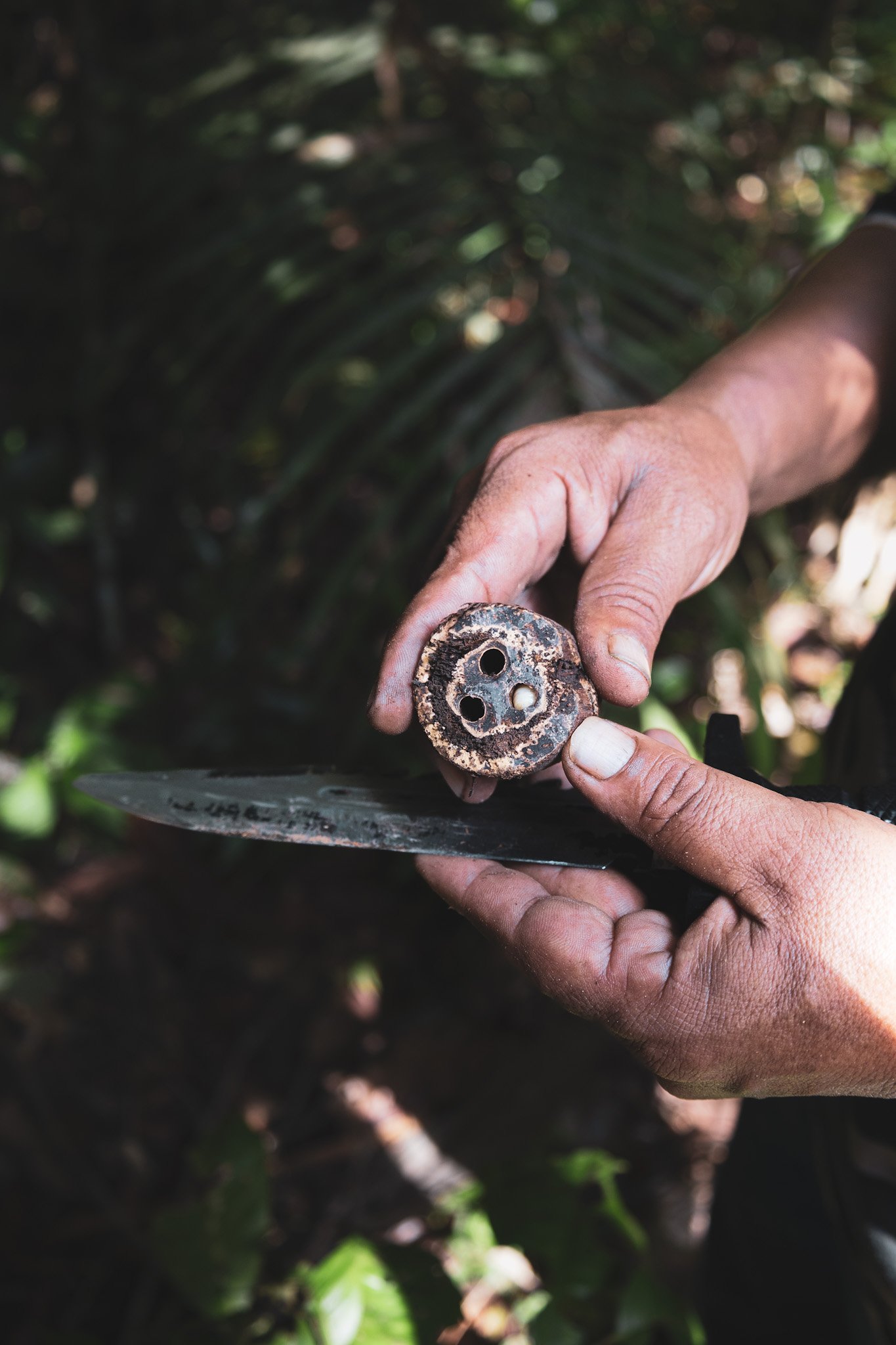 Elk woud heeft zijn geheimen. Een goede gids weet precies waar je moet snijden. Gidshanden houden een vers doorgesneden donkere houten stengel vast met holle kamers, tijdens een geneeskrachtige plantenexcursie bij het Amazon Turtle Lodge