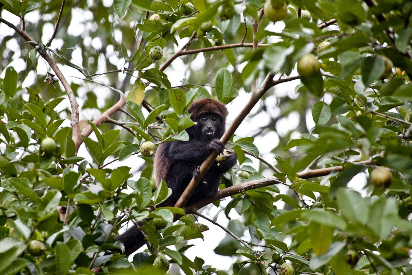 Een donkerharige brulap zit in een vruchtbeladen boom, klemt zich vast aan een tak en eet tijdens een voordelige Pantanal-tour