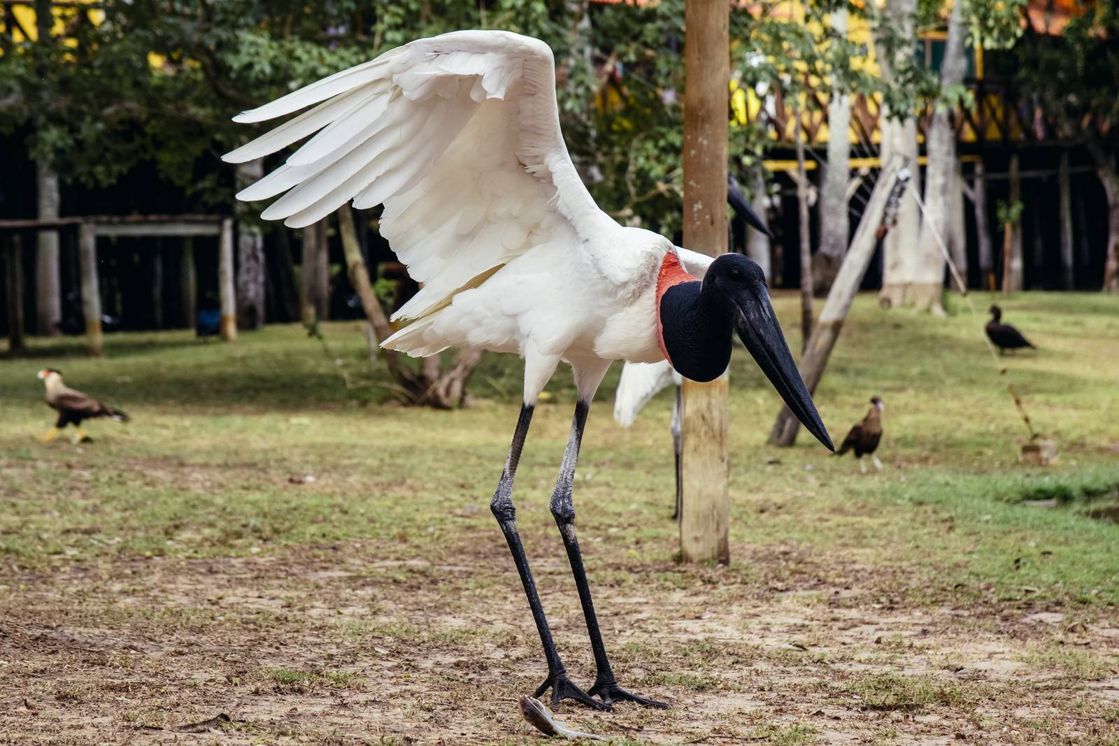 Een jabiru-ooievaar spreidt één vleugel wijd uit terwijl hij op kale grond staat, met zijn opvallende zwarte kop en rode halskraag tegen wit verenkleed, op de achtergrond andere vogels
