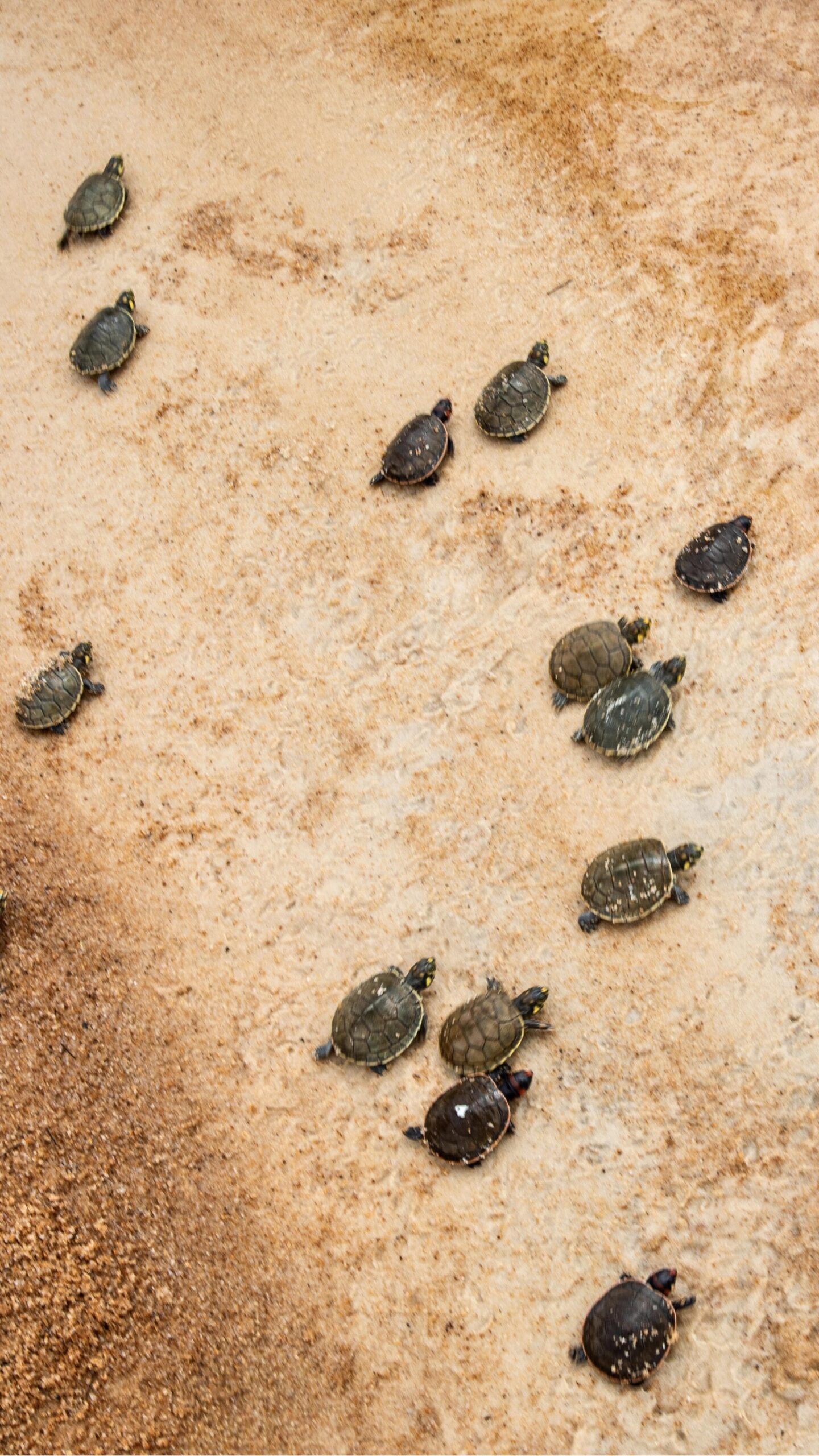 Zo klein, en toch al precies waar ze naartoe moeten. Bovenaanzicht van tientallen piepkleine zoetwaterzoetschildpadden die over een licht zandig rivieroever kruipen bij Mirante do Gavião