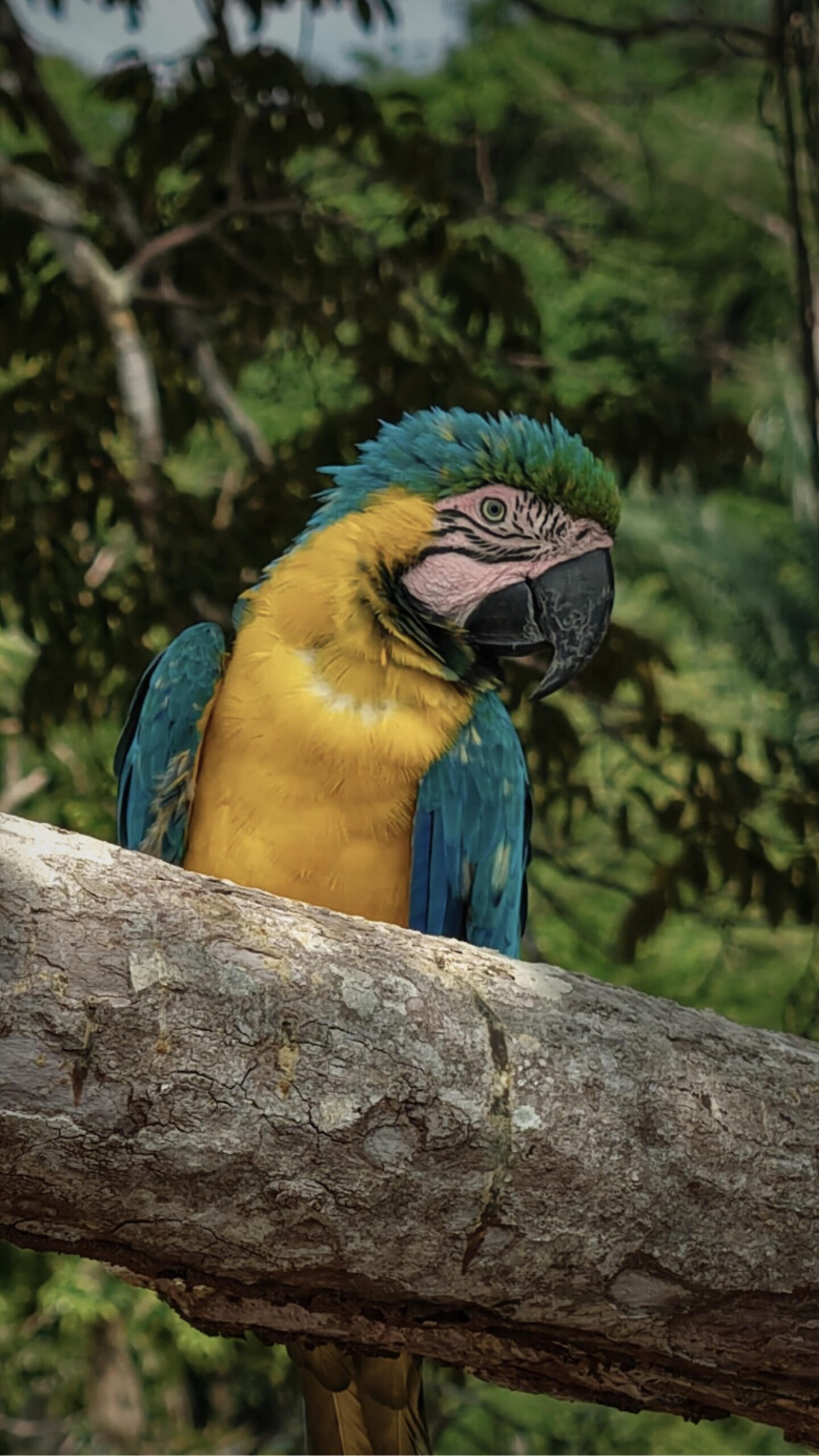 Hij beslist zelf wanneer hij poseert. Een blauw-gele ara op een bemoste boomstam bij Mirante do Gavião, zijn levendige veren afstekend tegen het weelderige groene regenwoud