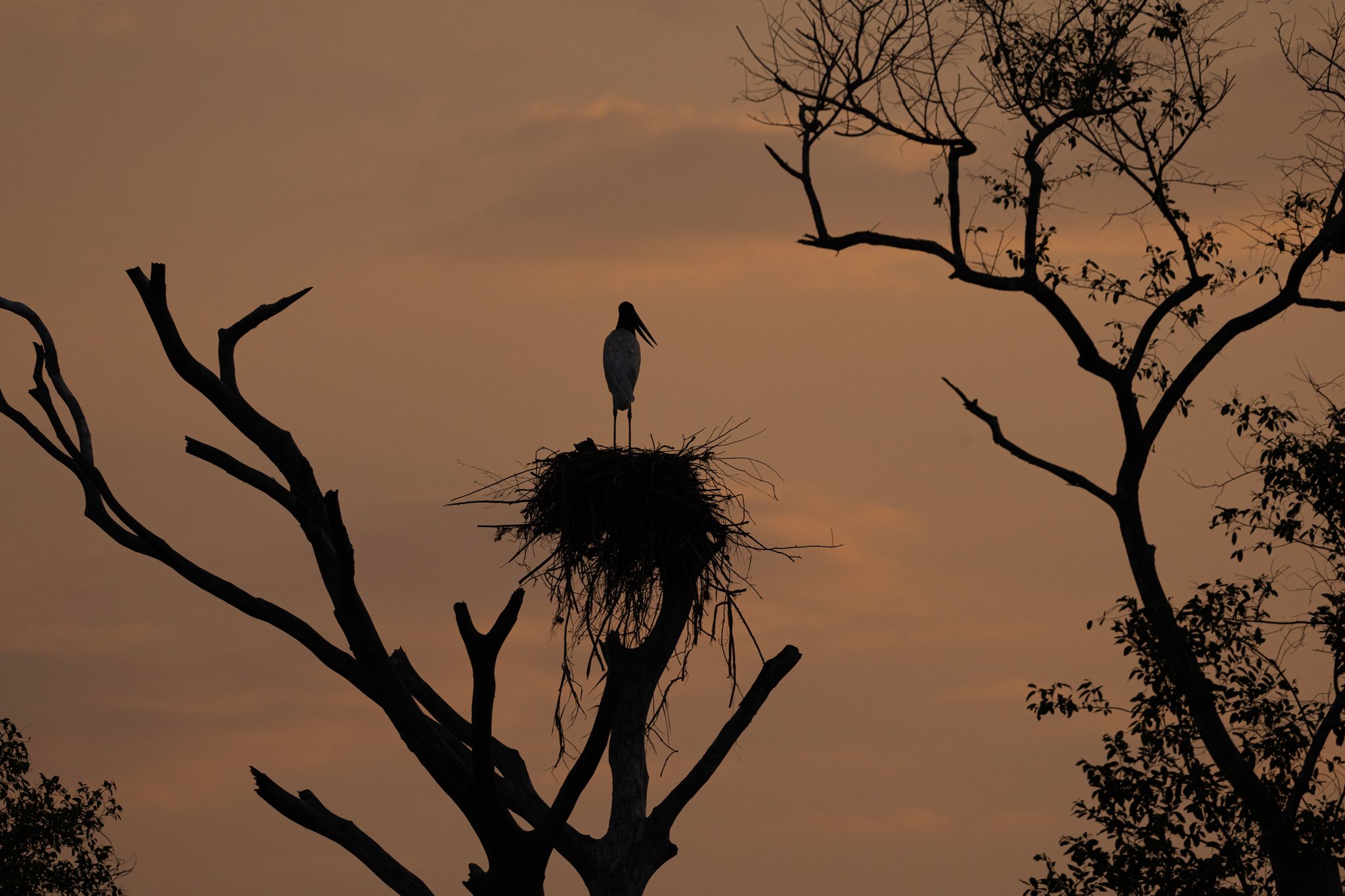 Hoch oben, geduldig, während der Himmel seine Farbe wechselt. Silhouette eines Jabiru-Storches, der auf seinem großen Reisignest auf einem kahlen Baum steht, mit geöffnetem Schnabel vor einem warmen bernsteinfarbenen Abendhimmel